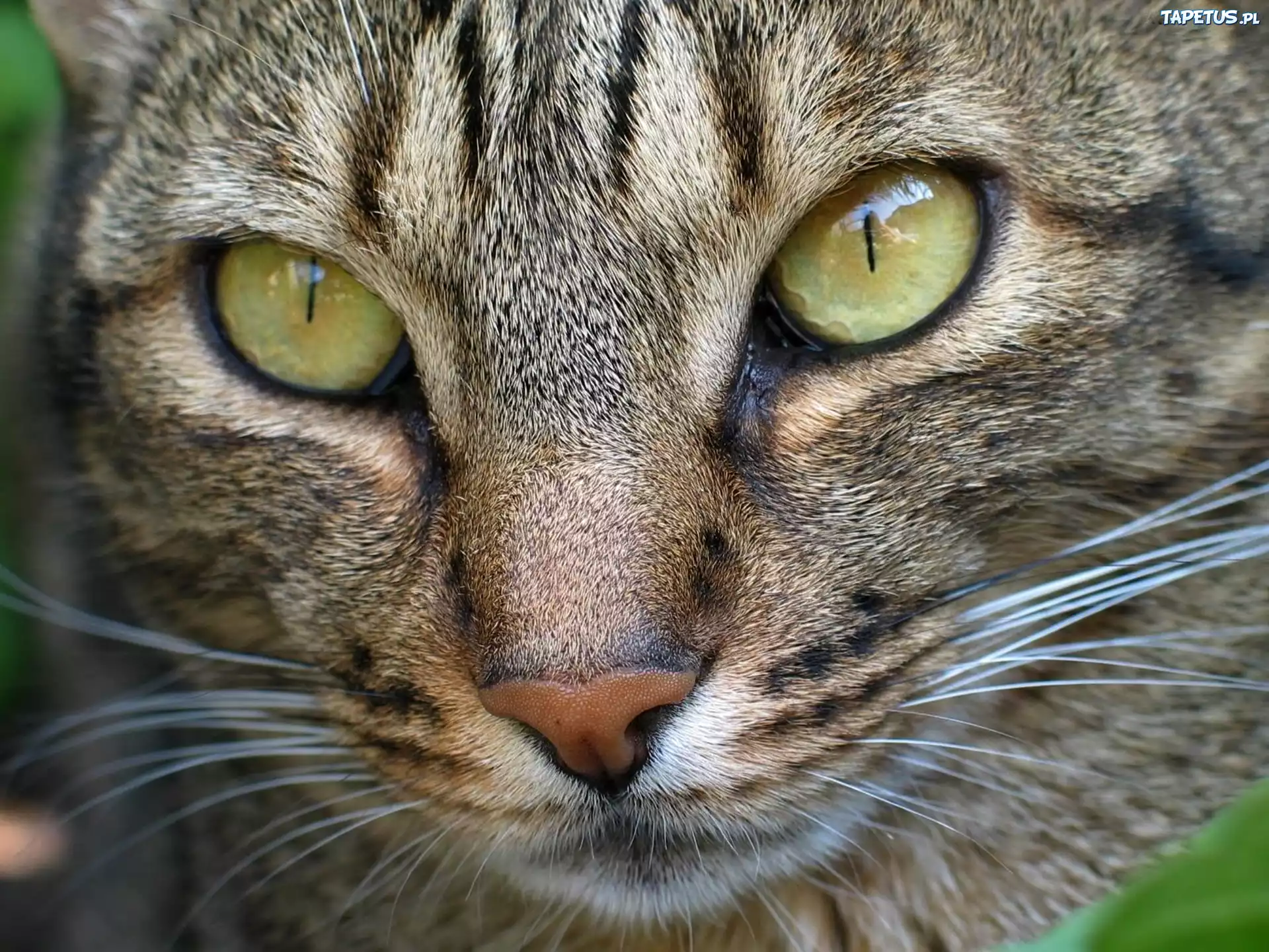 Kot, Rasy, Ocicat, Oczy