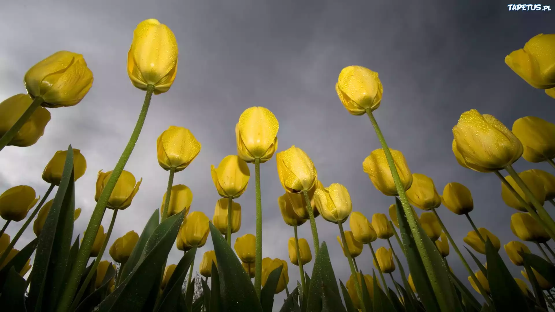 Żółte, Tulipany