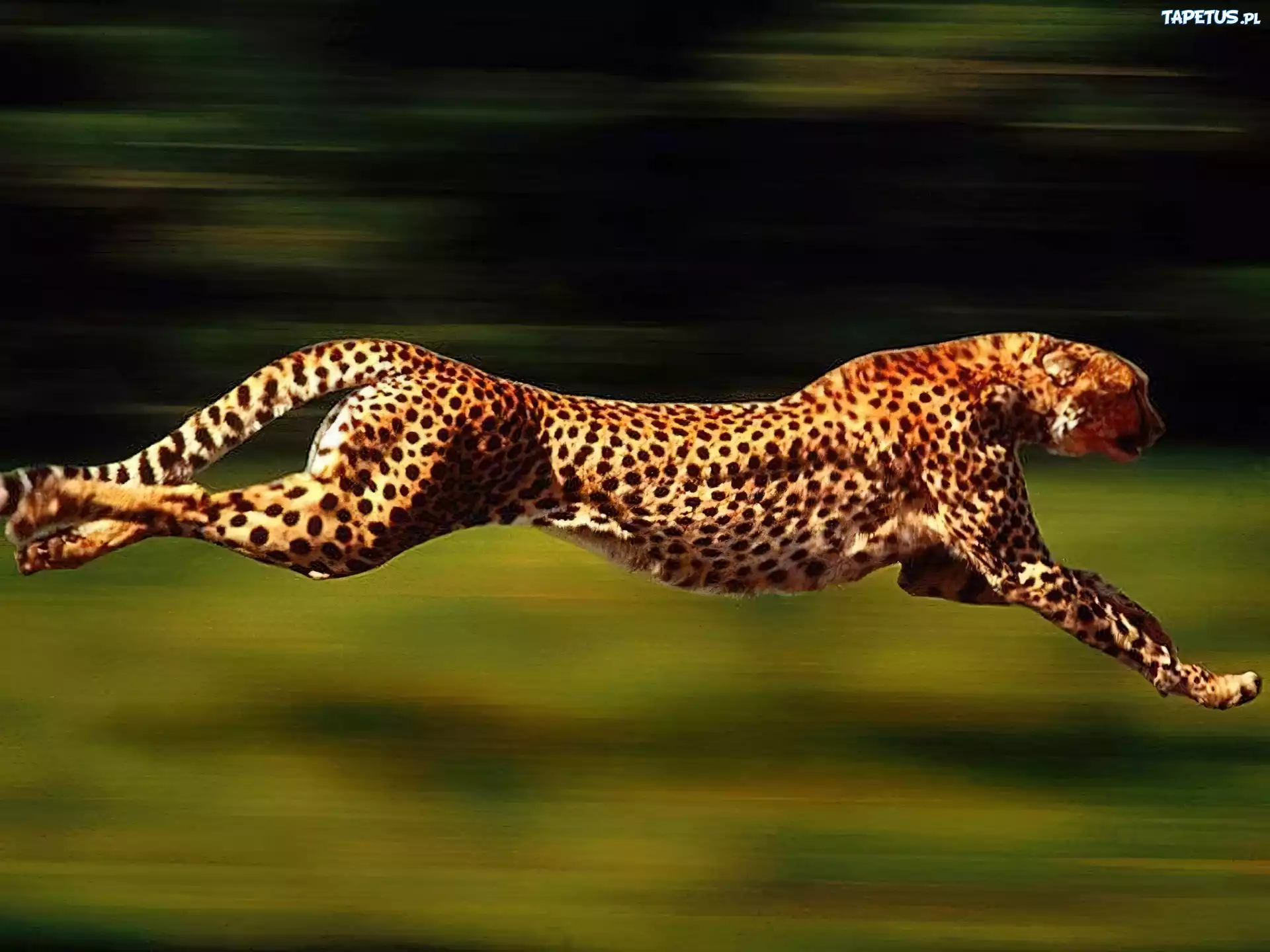Gepard, Cętki