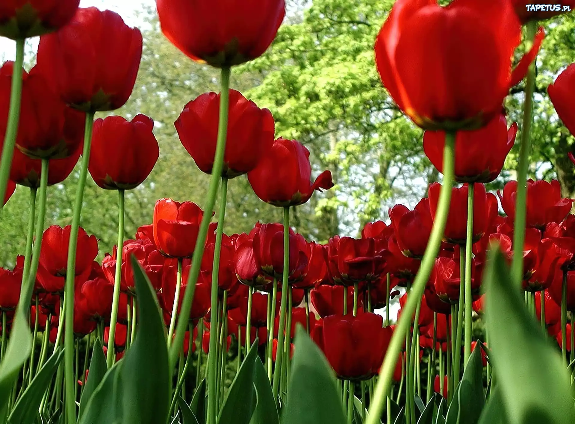 Czerwone, Tulipany