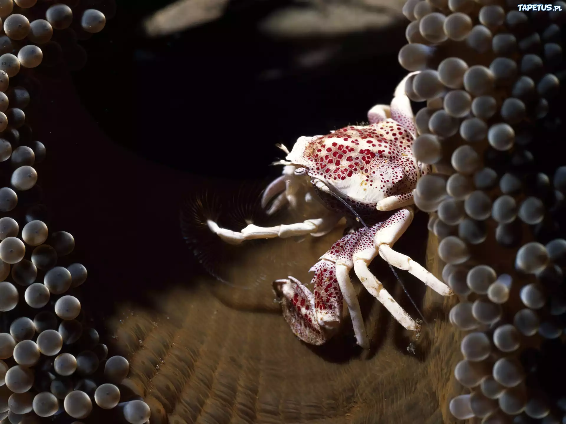 Krab, Ikra