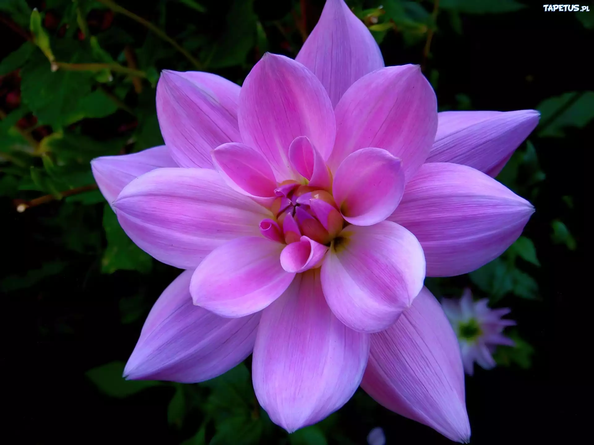 Fioletowa, Dalia