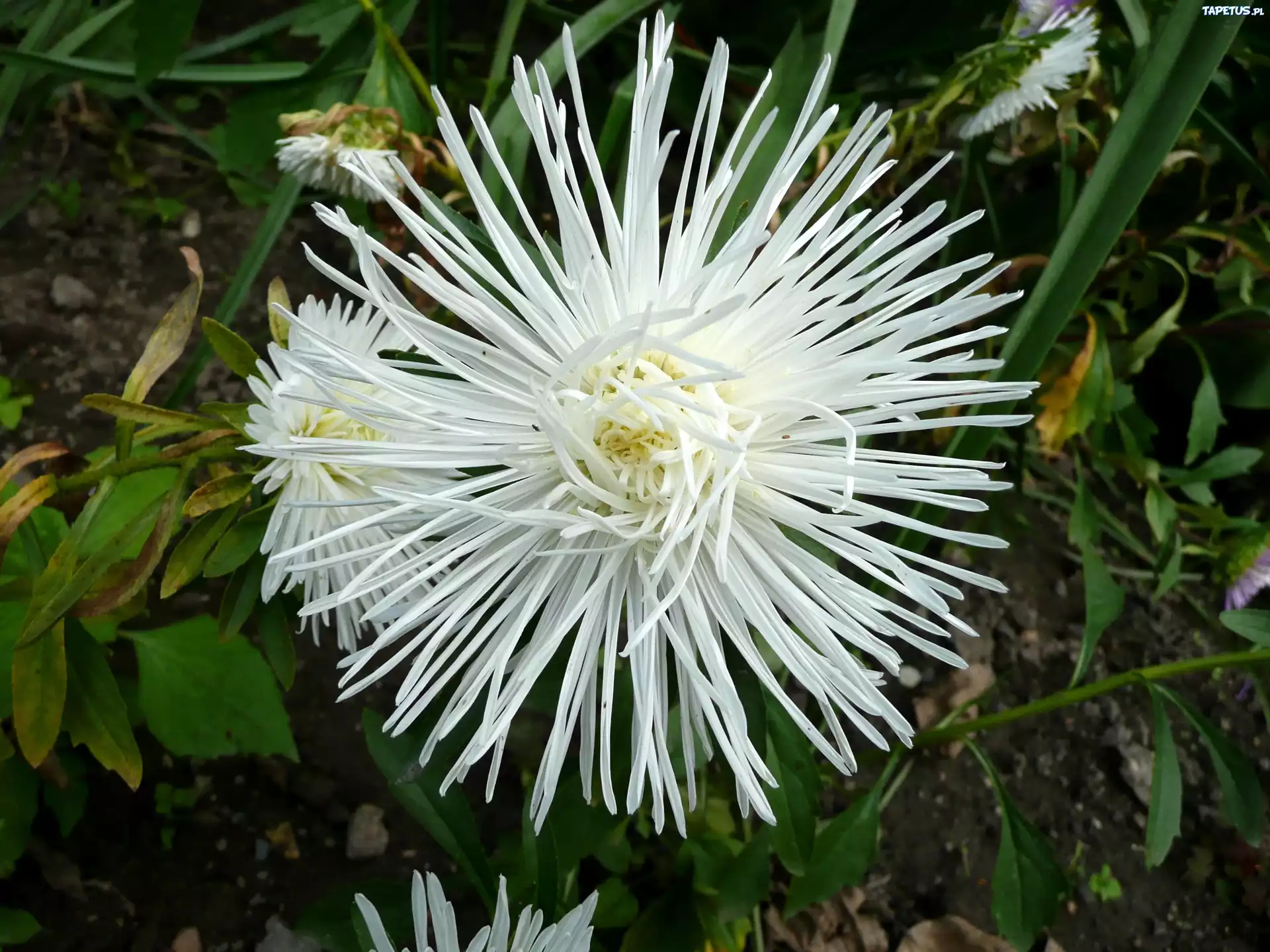 Biały, Aster