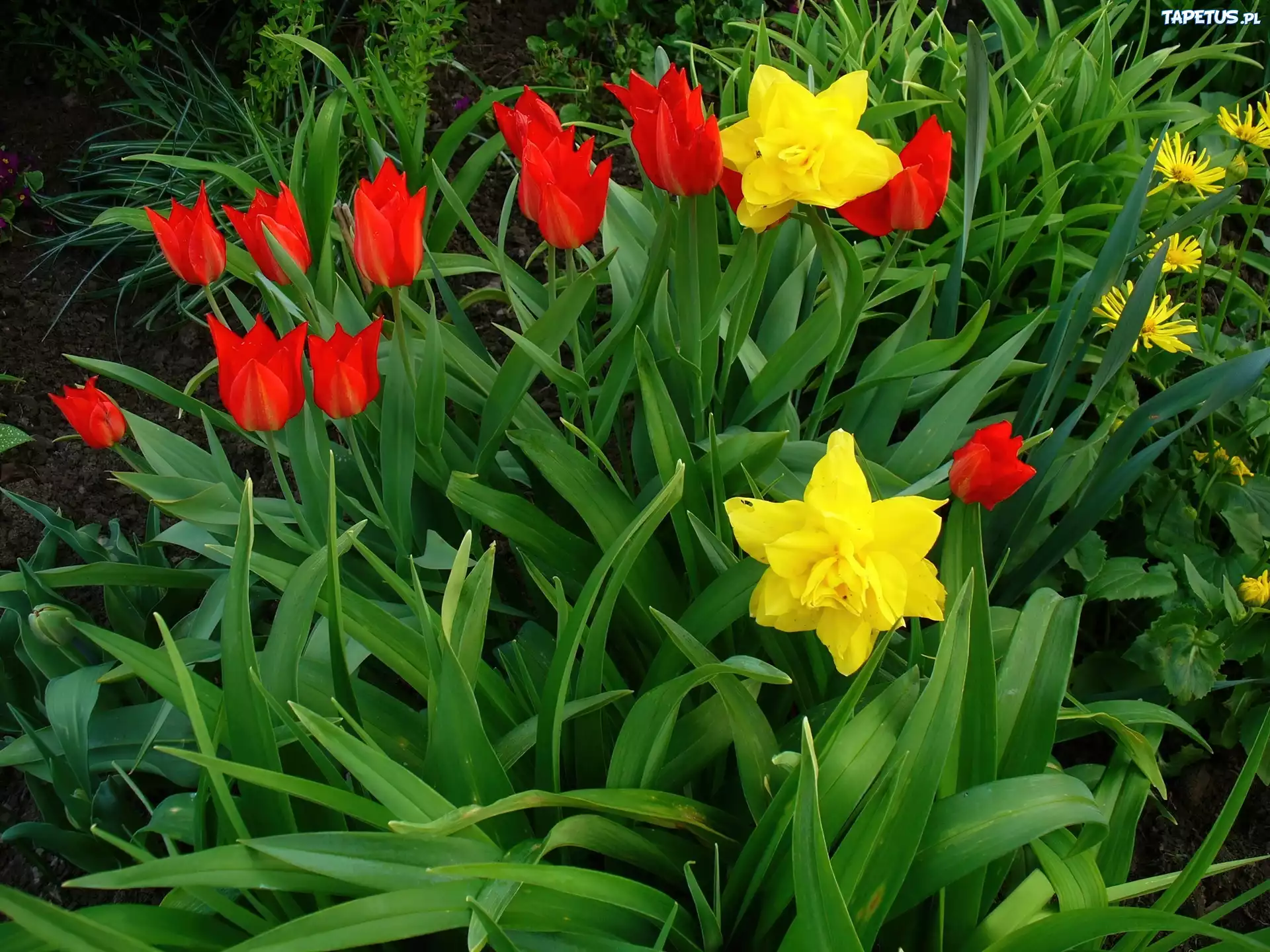 Żonkile, Tulipany, Ogród