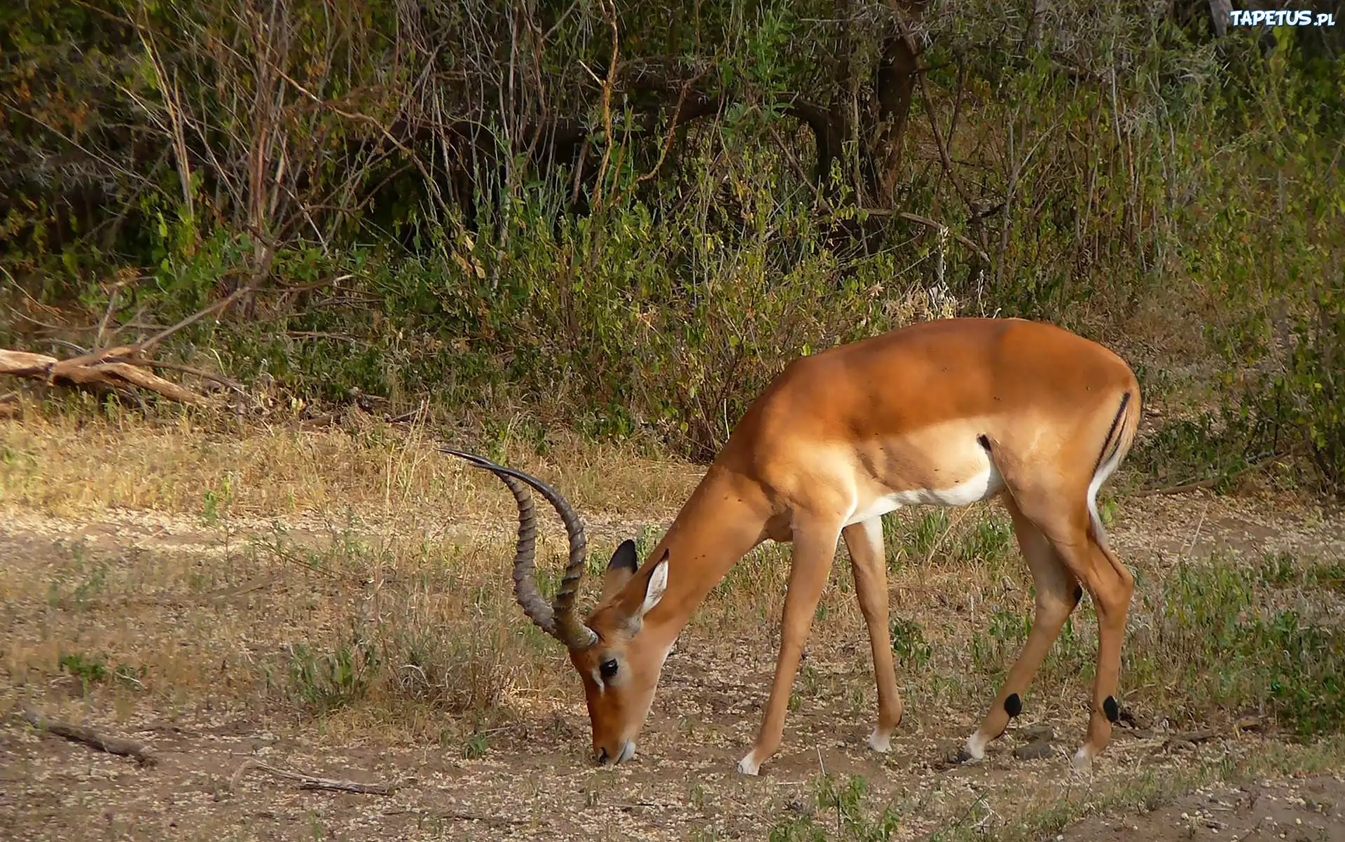 Gazela, Impala