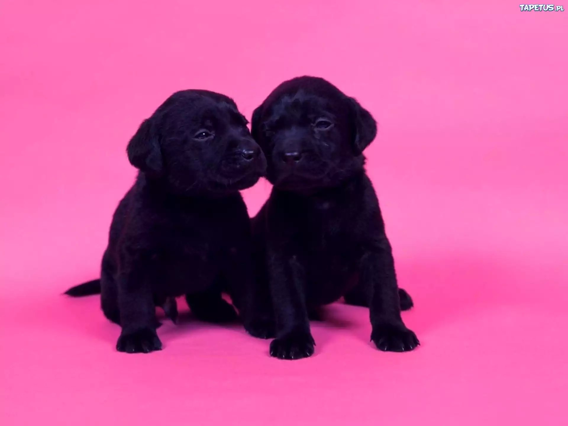 Szczeniaczki, Labrador Retriever