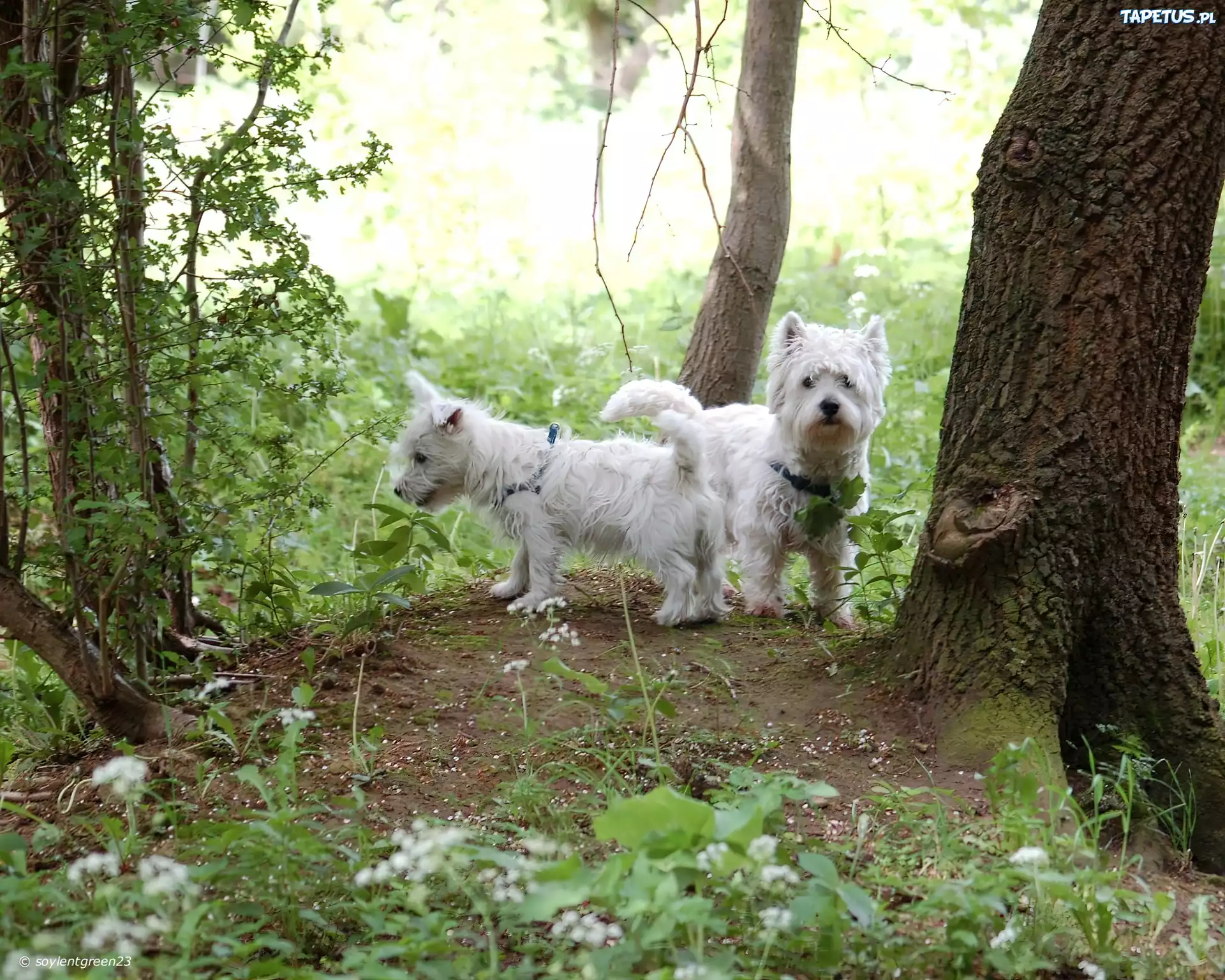 dwa, West Highland White Terriery, las
