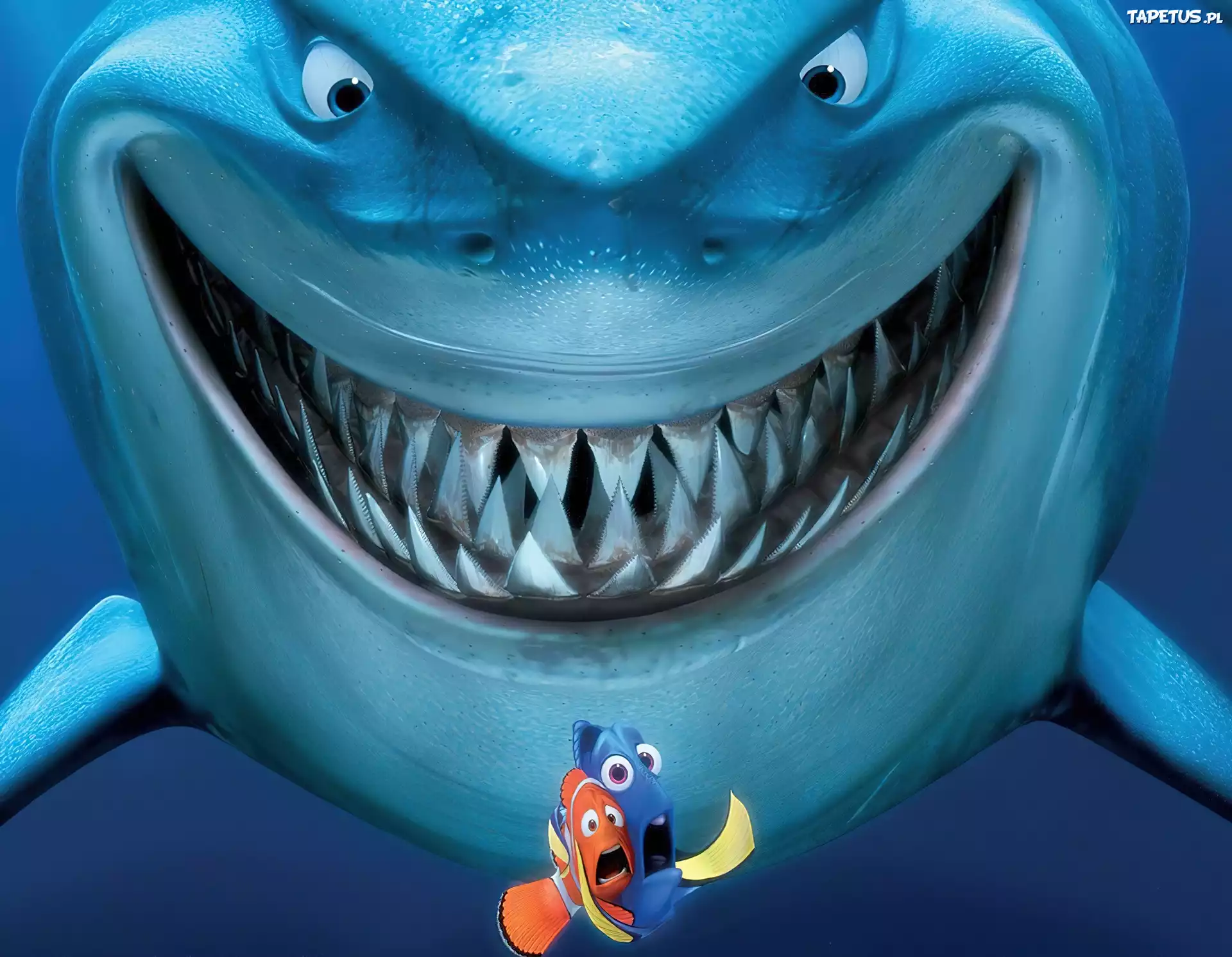 Gdzie, Jest, Nemo, Rekin