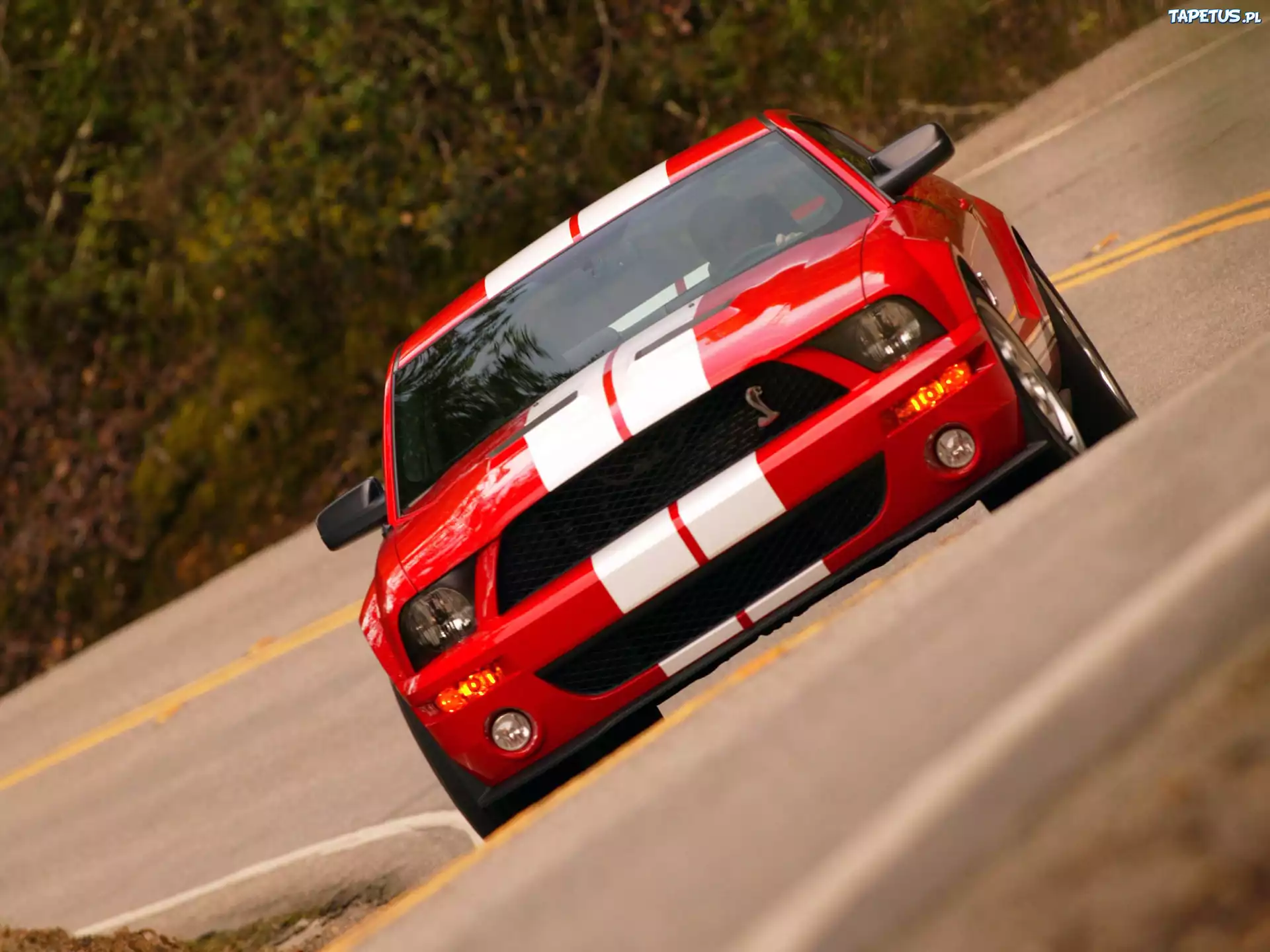 Shelby, Ford Mustang, Super