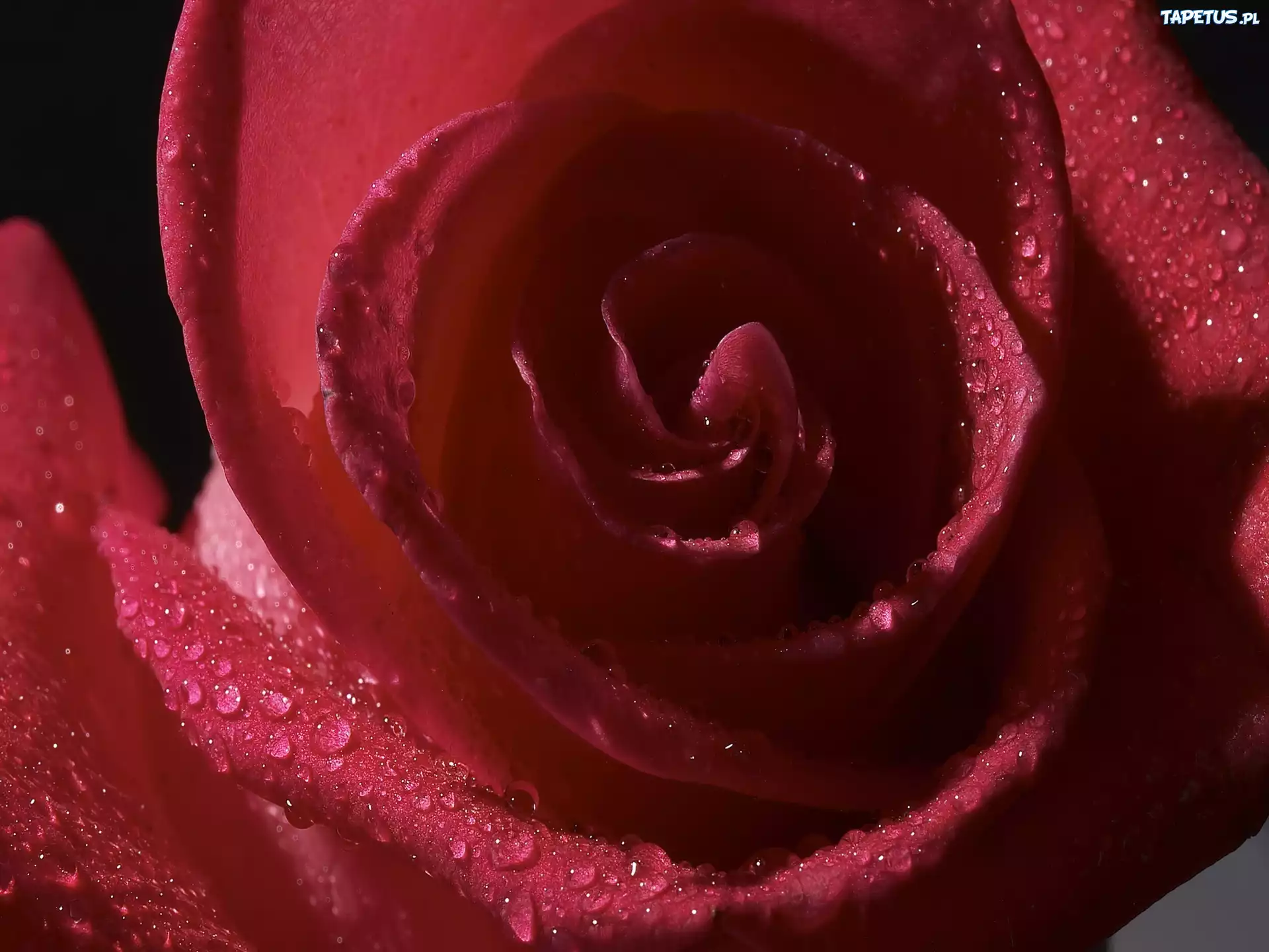 Purpurowa, Różą, Zbliżenie