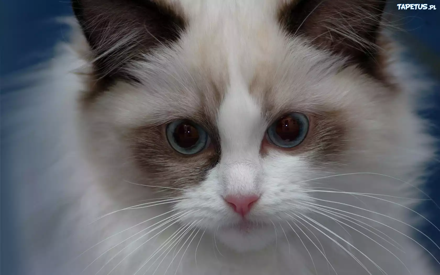 Ragdoll, Pyszczek
