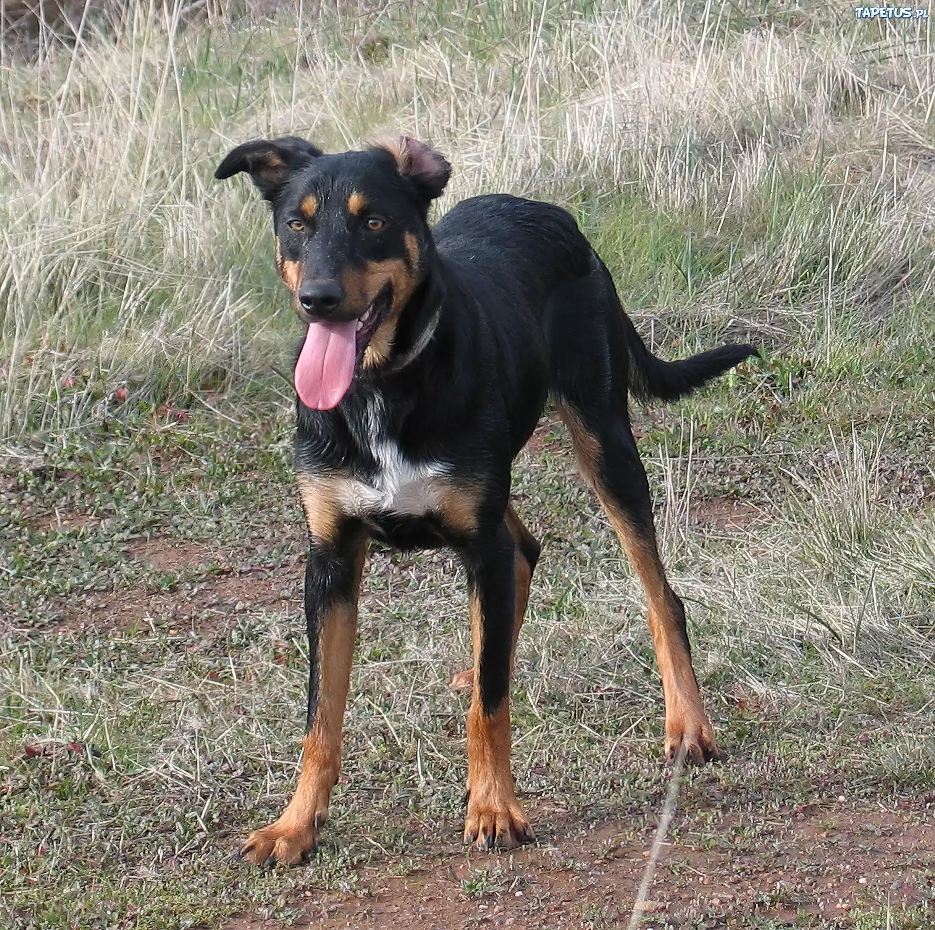 Kelpie, czarne, podpalane, umaszczenie