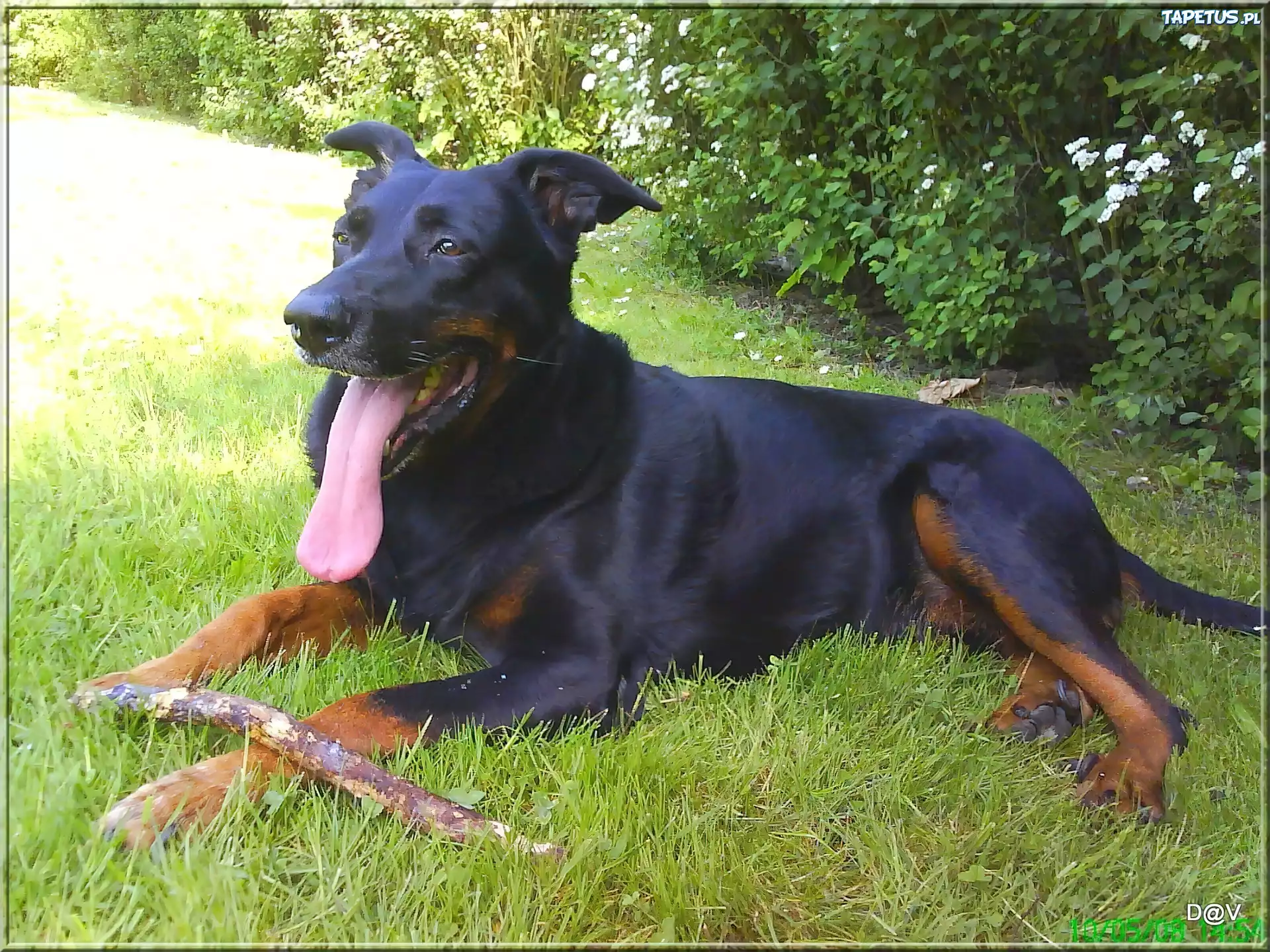 Owczarek francuski Beauceron, jęzor, kij