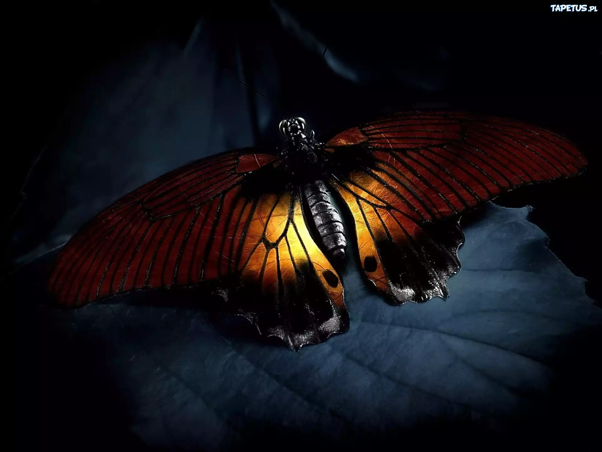 Motyl, Liść, Noc