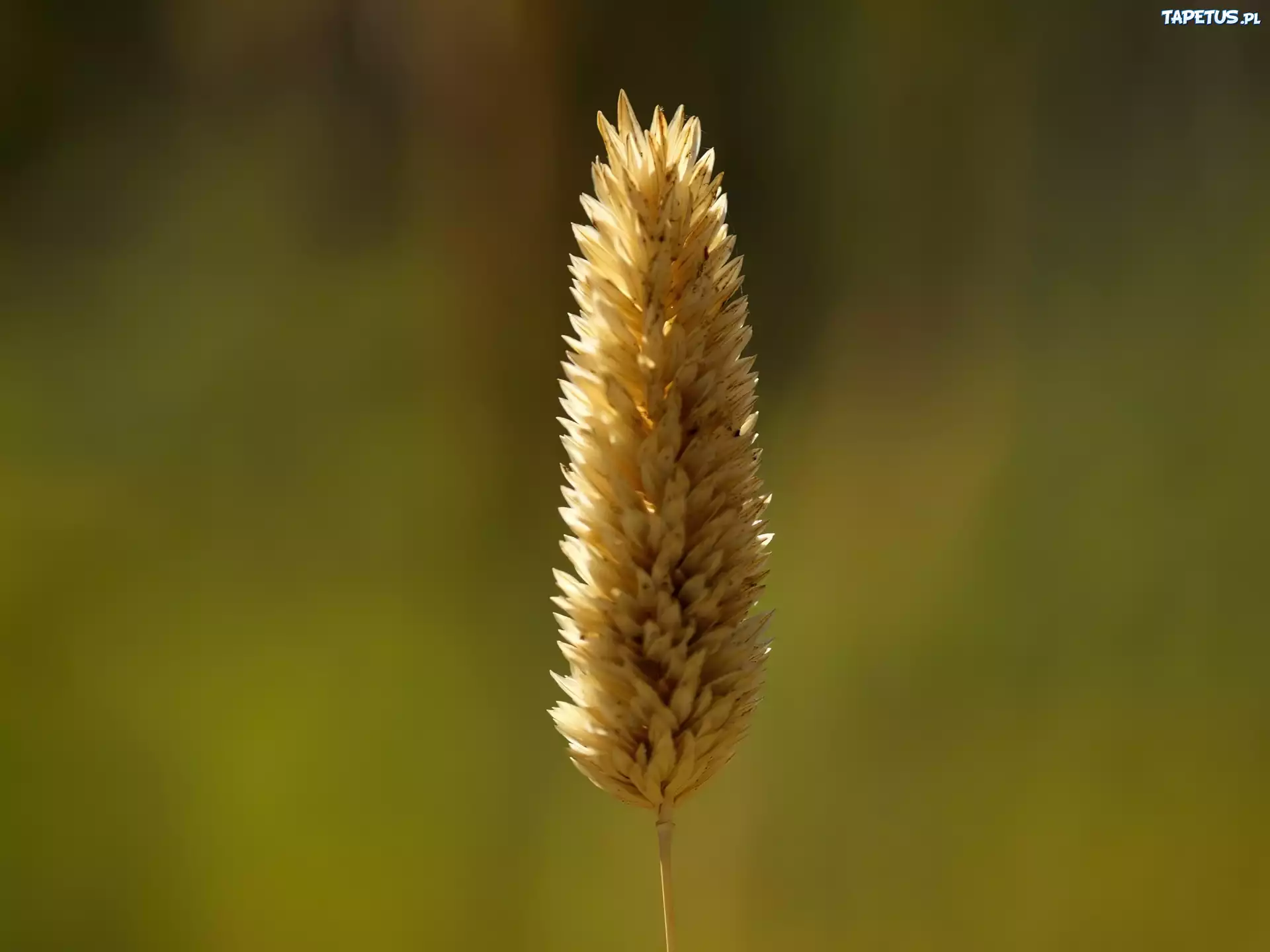 Kłos, Zboża