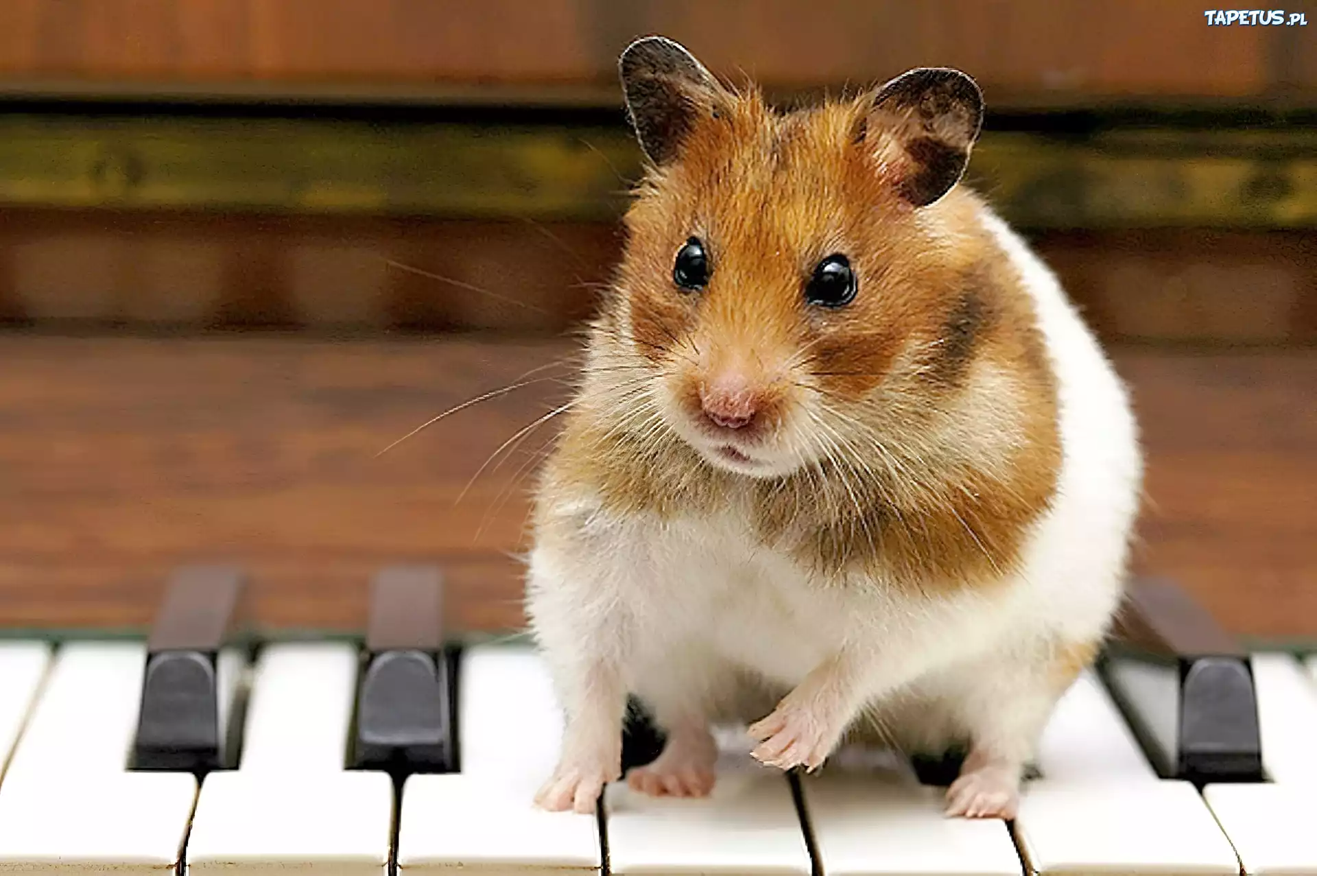 Chomik, Ma, Pianinie