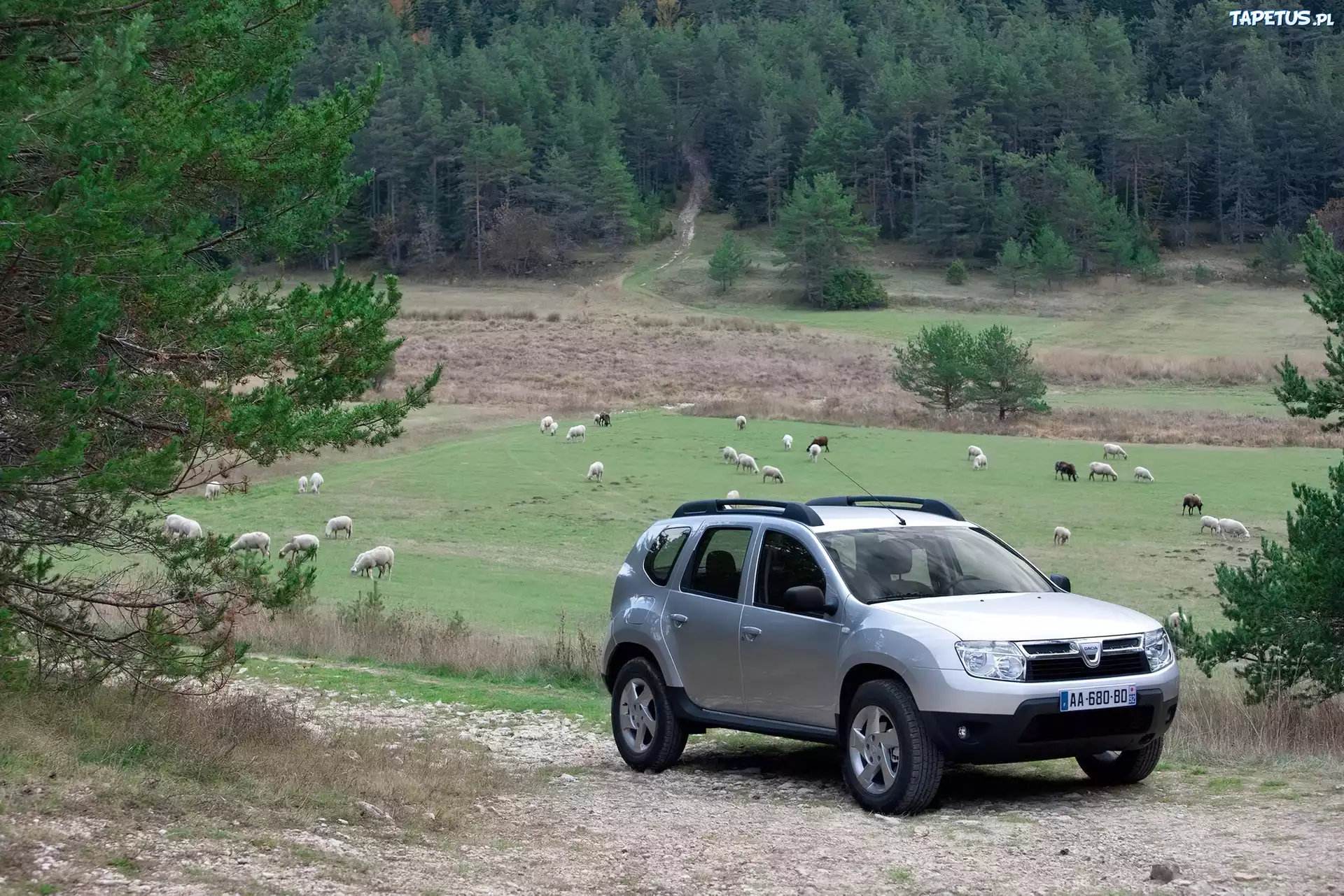 Srebrna, Dacia Duster, Owce, Pastwisko