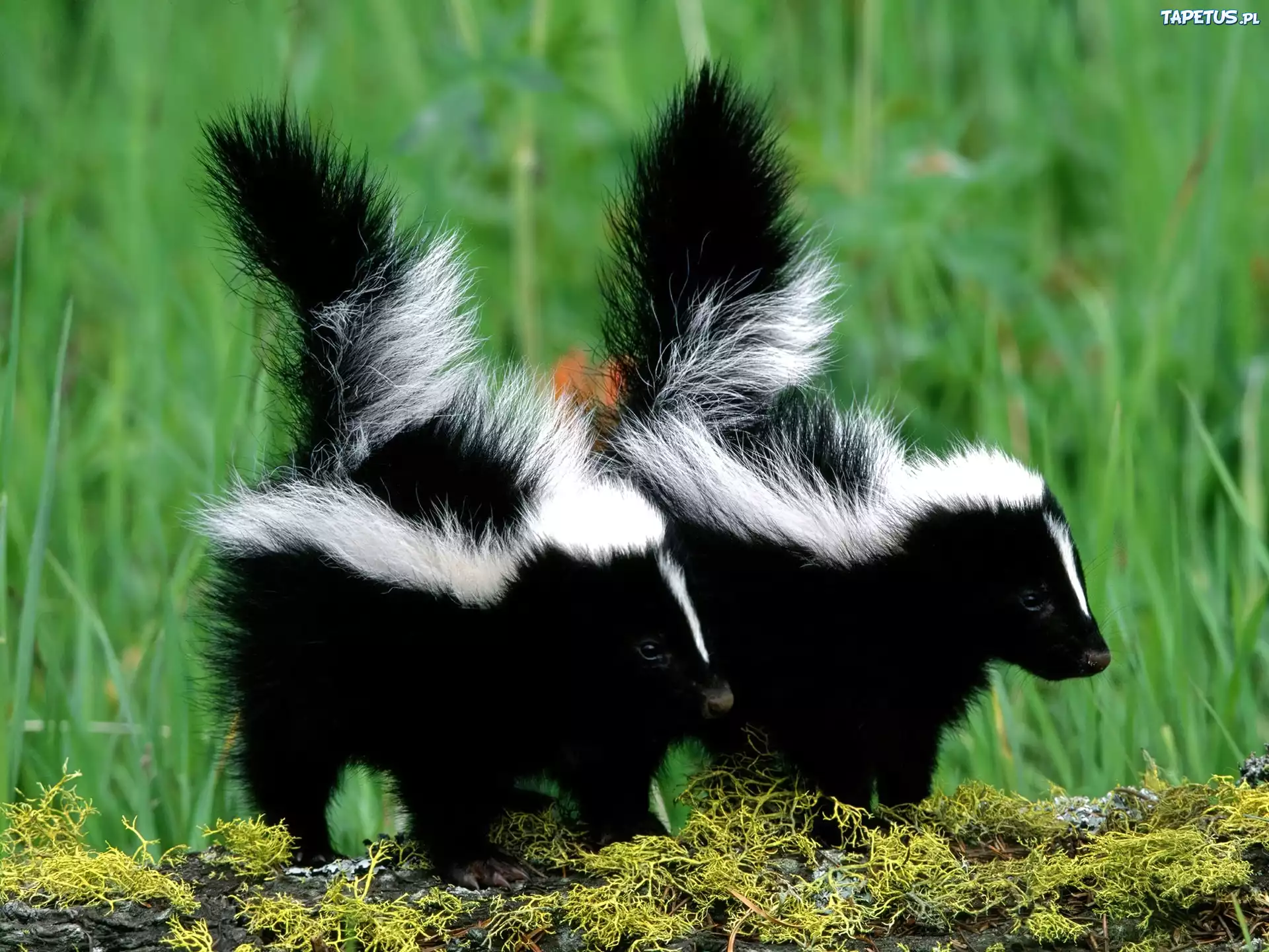 Skunksy, las