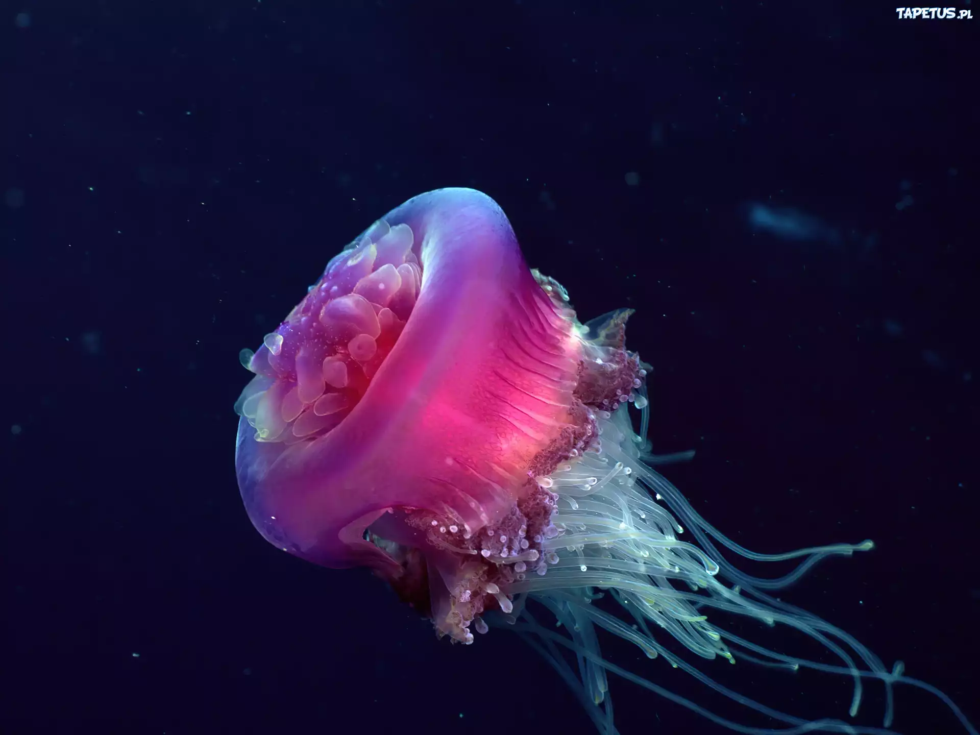 Meduza, Parzydełka