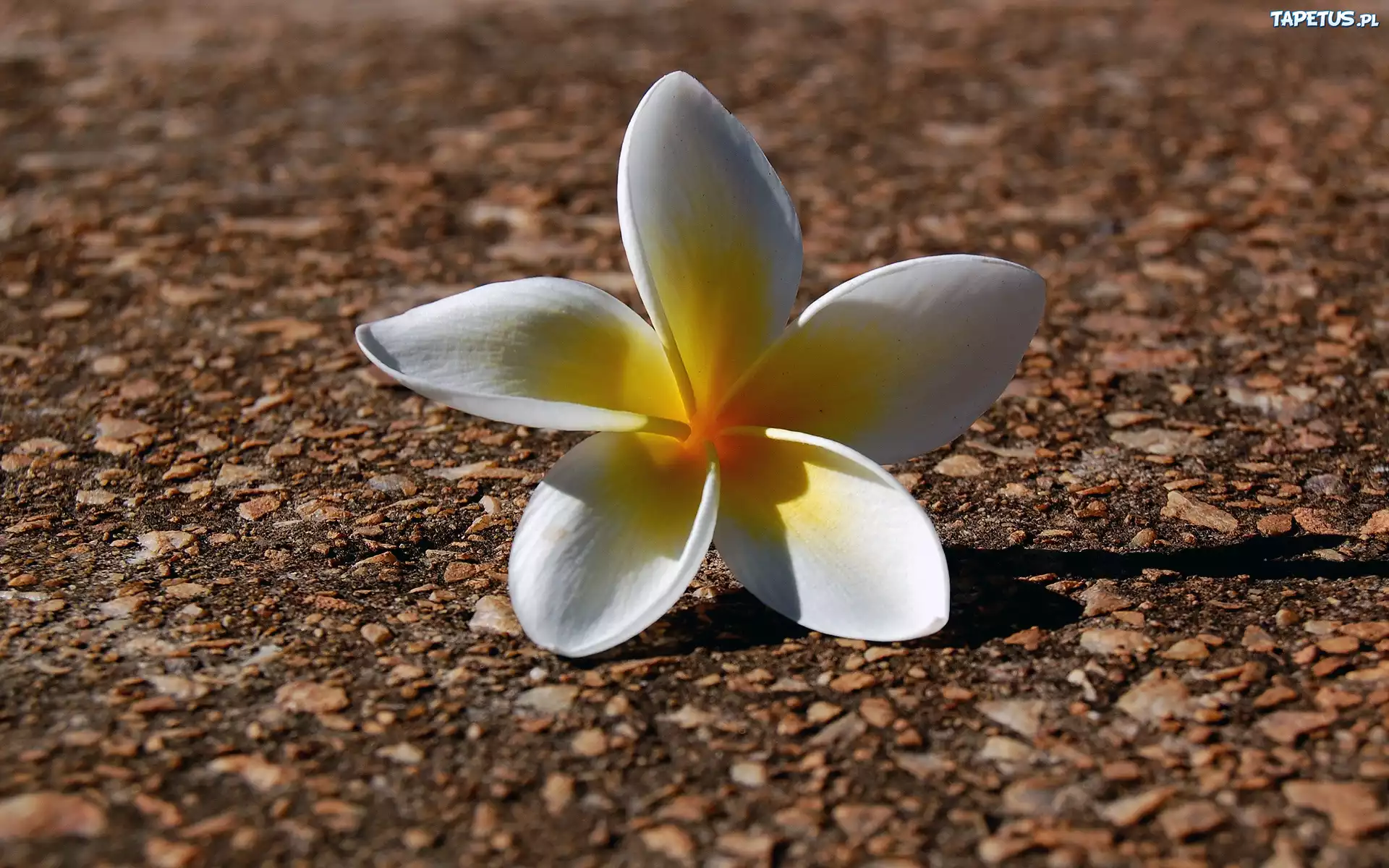 Kwiatuszek, Plumeria