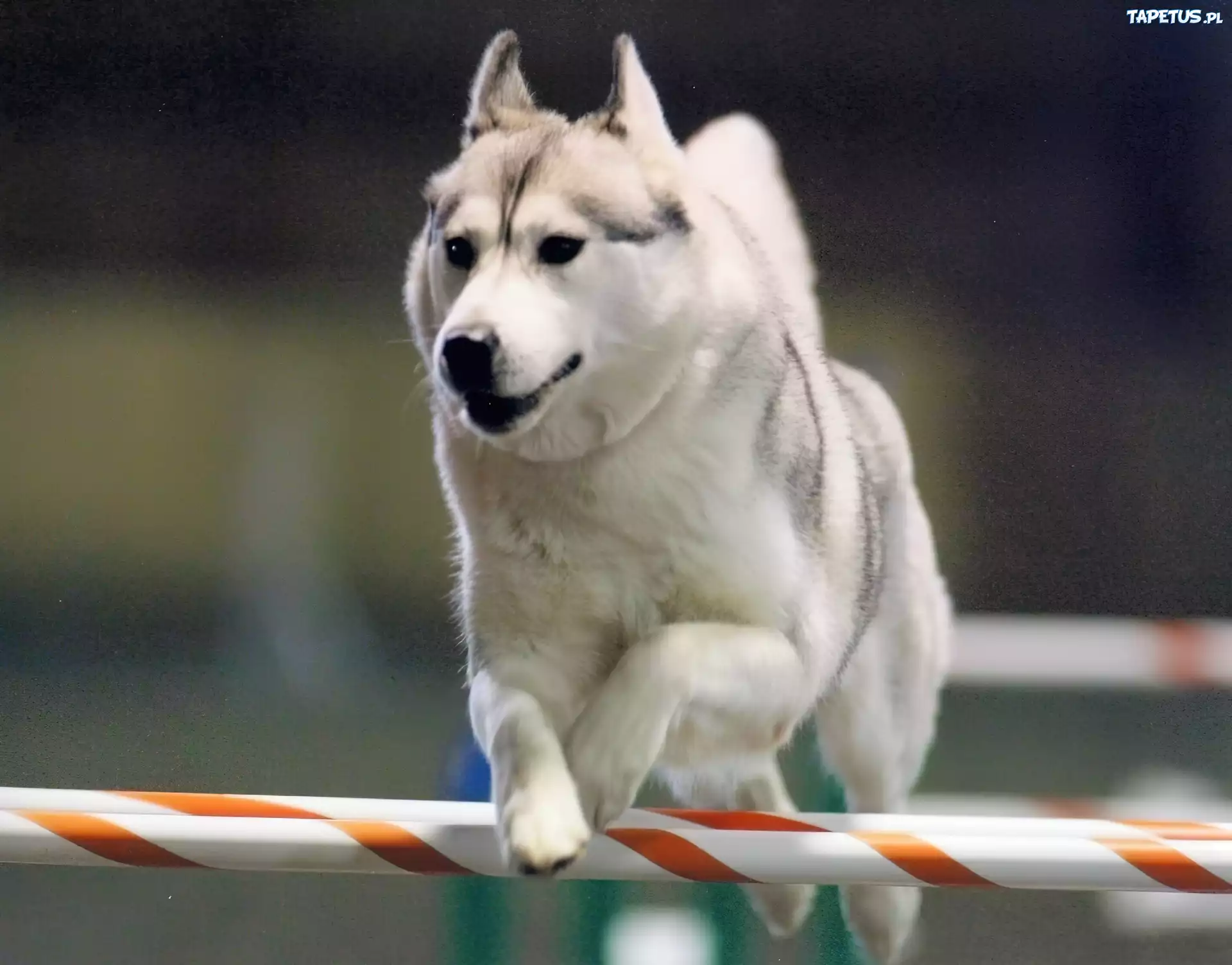 biały, Siberian Husky, płotek