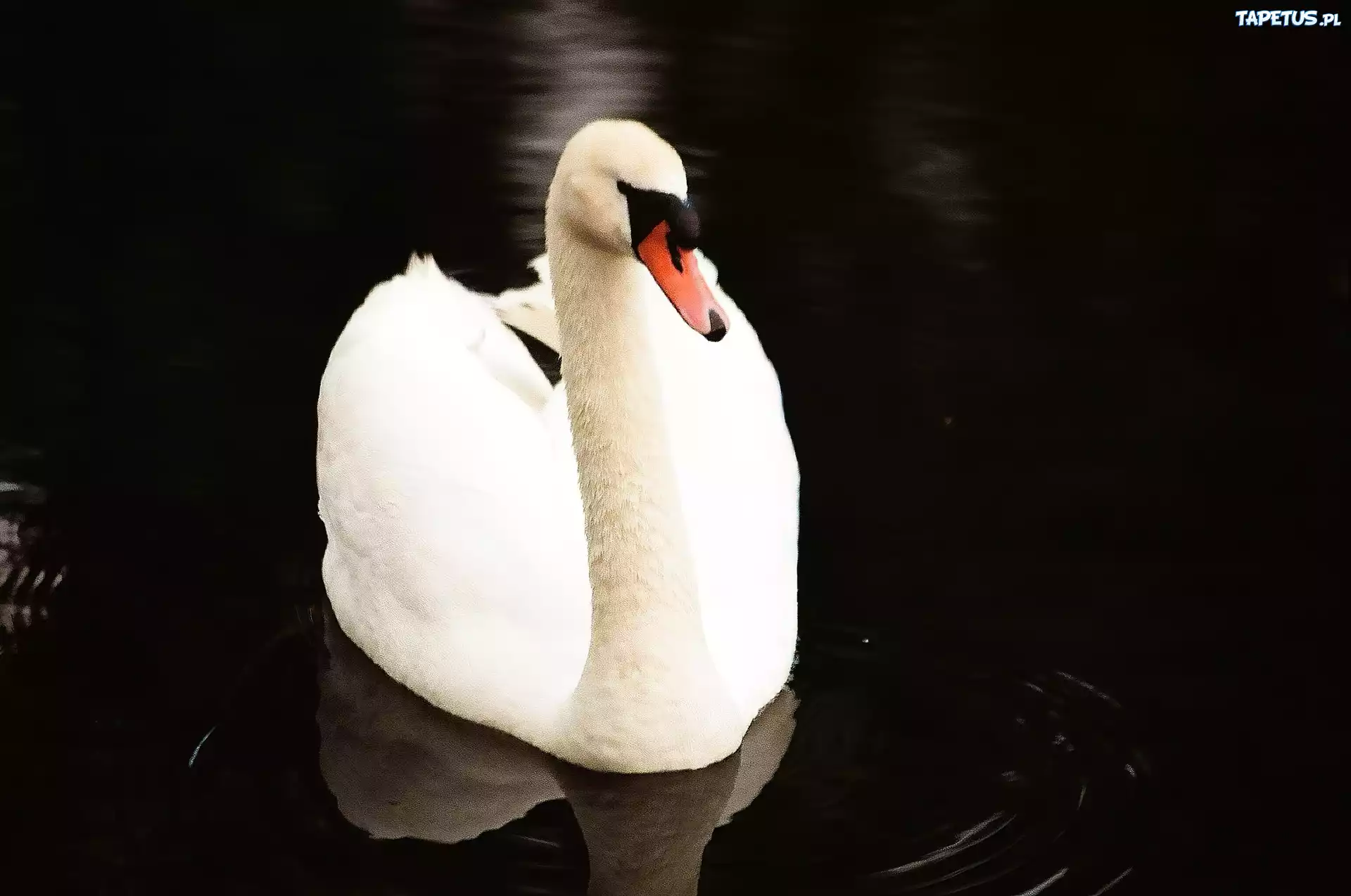 Biały, Łabędź