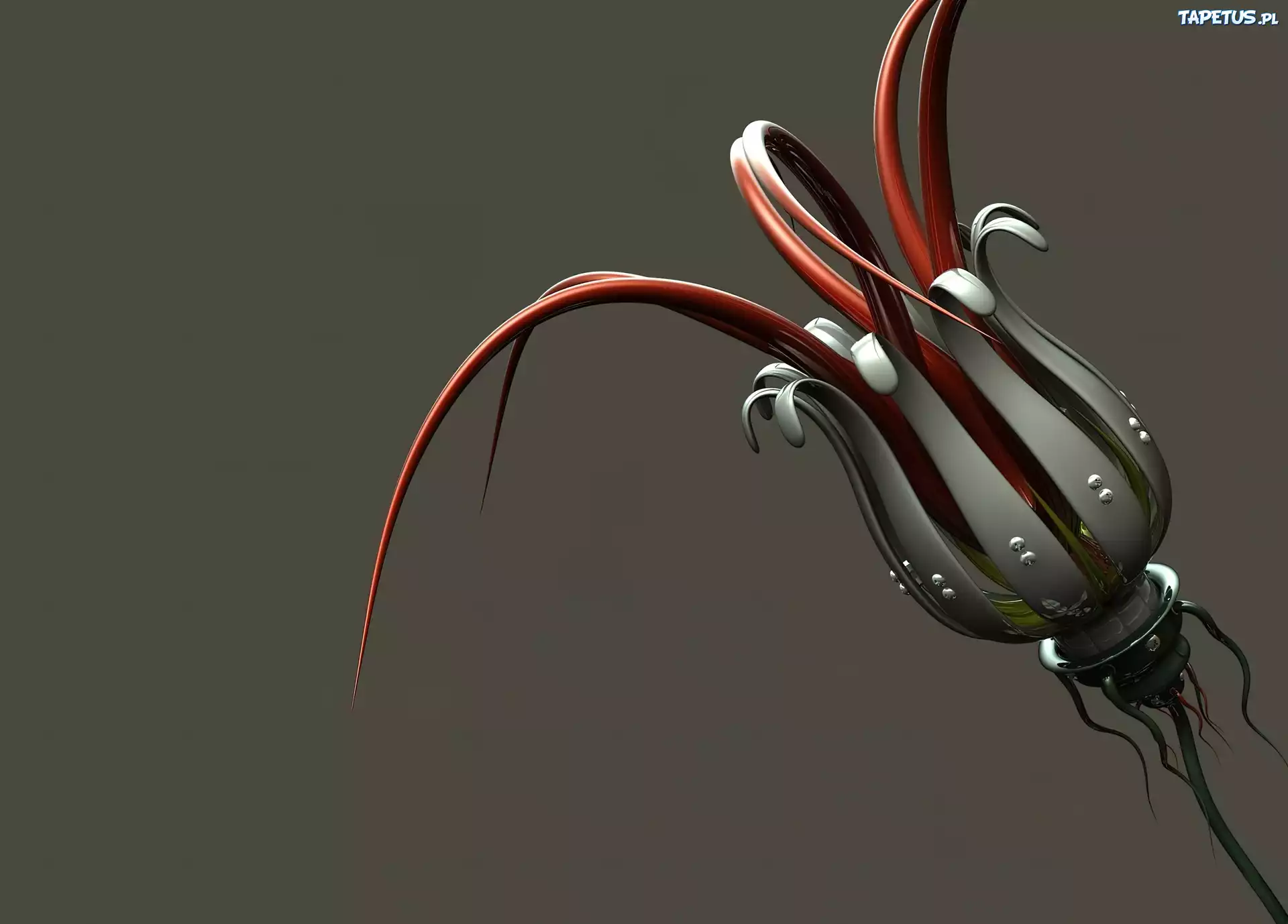 Cyber, Kwiat