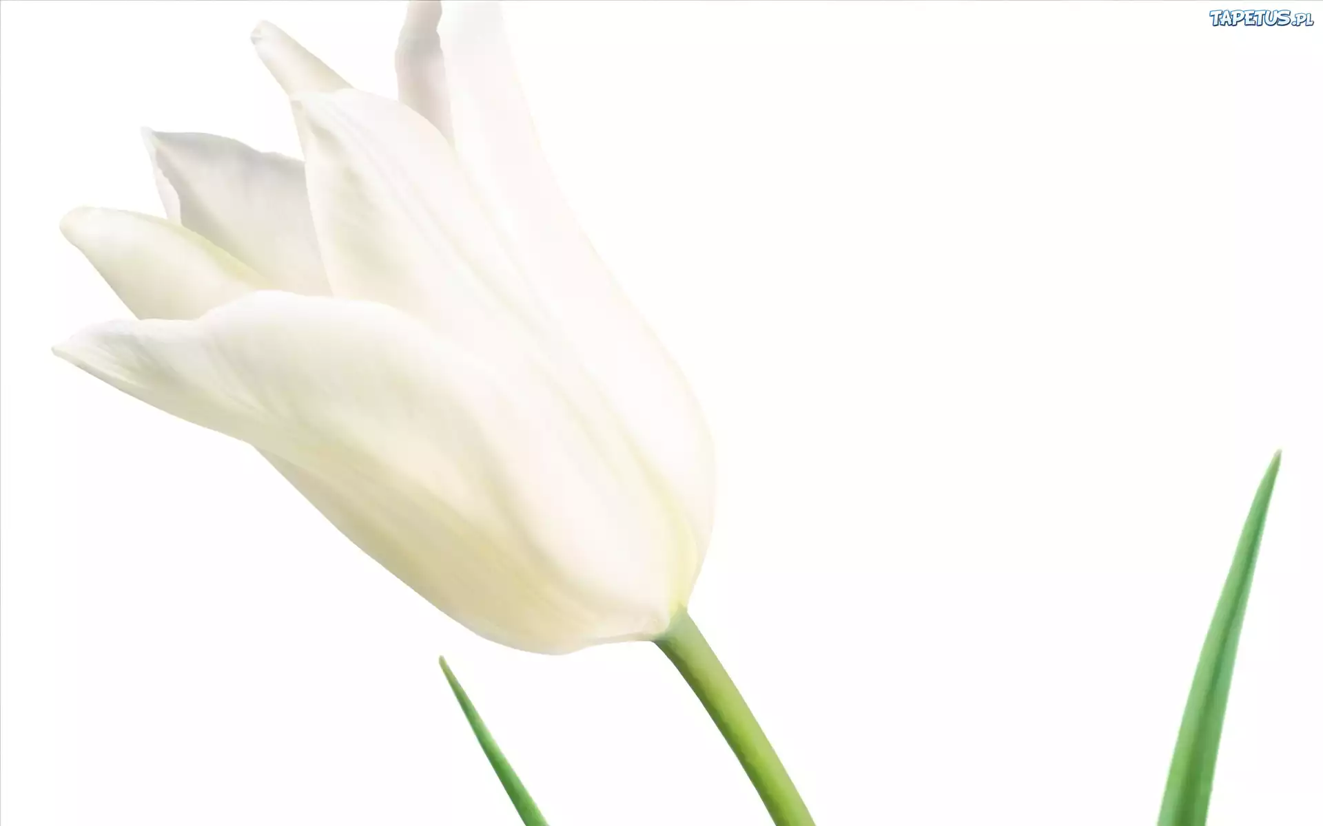 Biały, Tulipan, Kieliszek