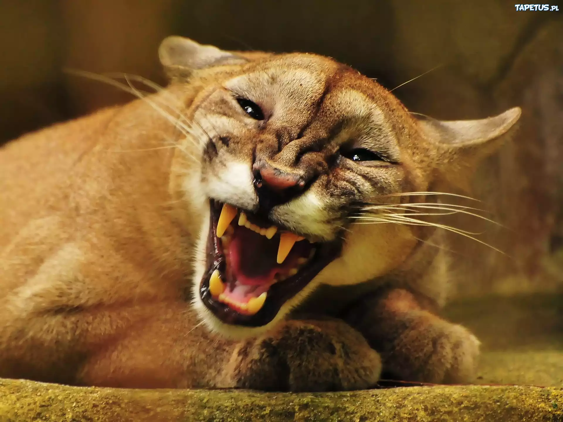 Puma, Kły