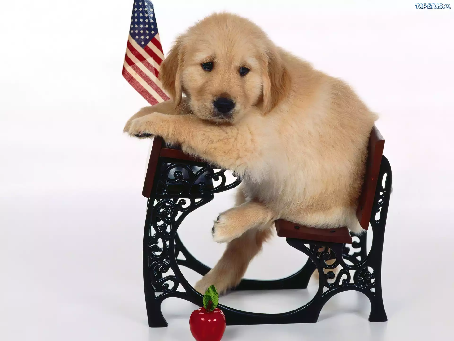 Retriever, Ławka, Flaga, USA