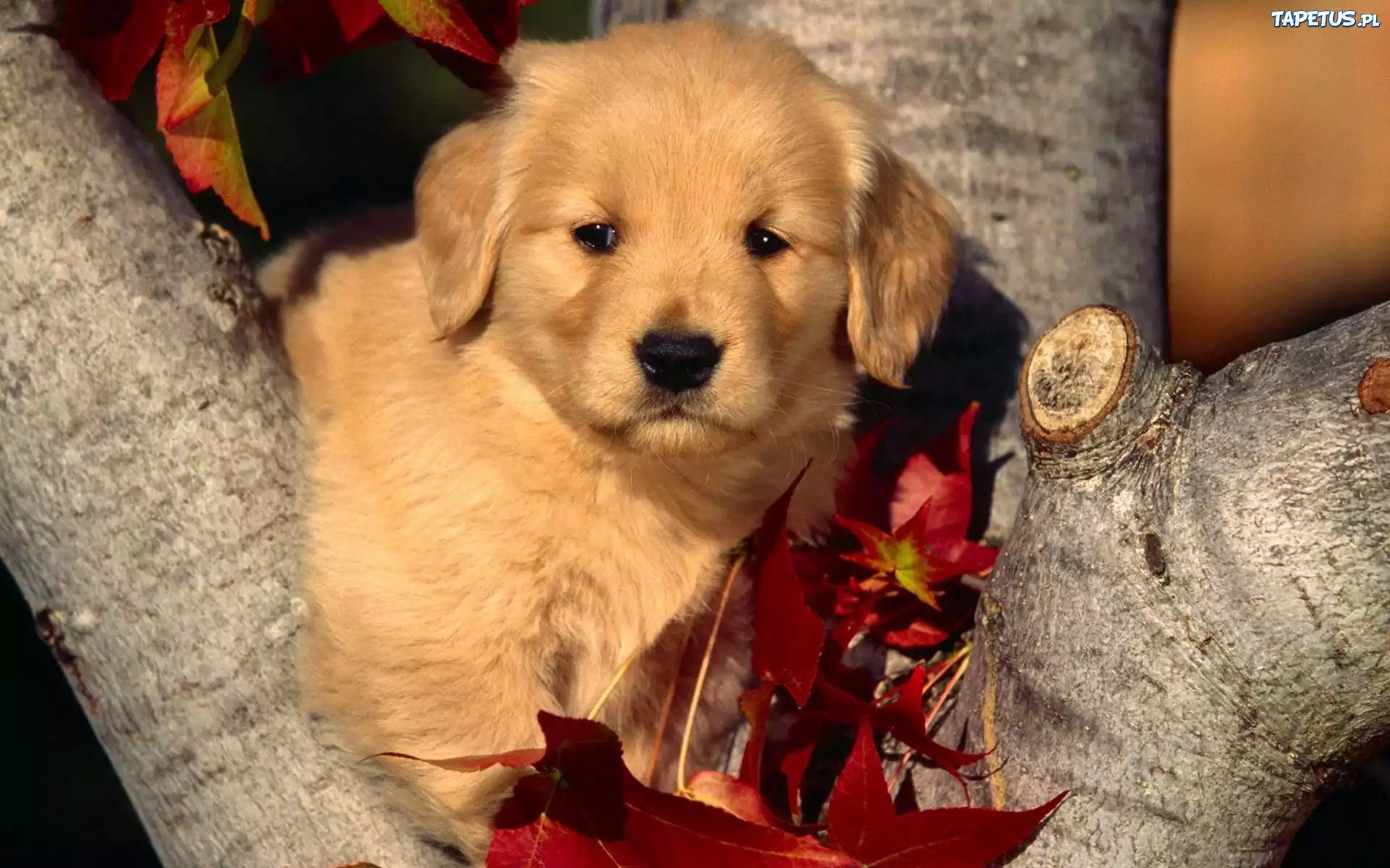 Labrador Retriever, Liście