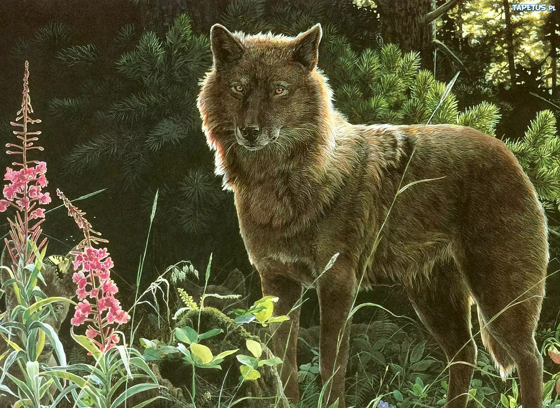 Bajkowy, Wilk, Las