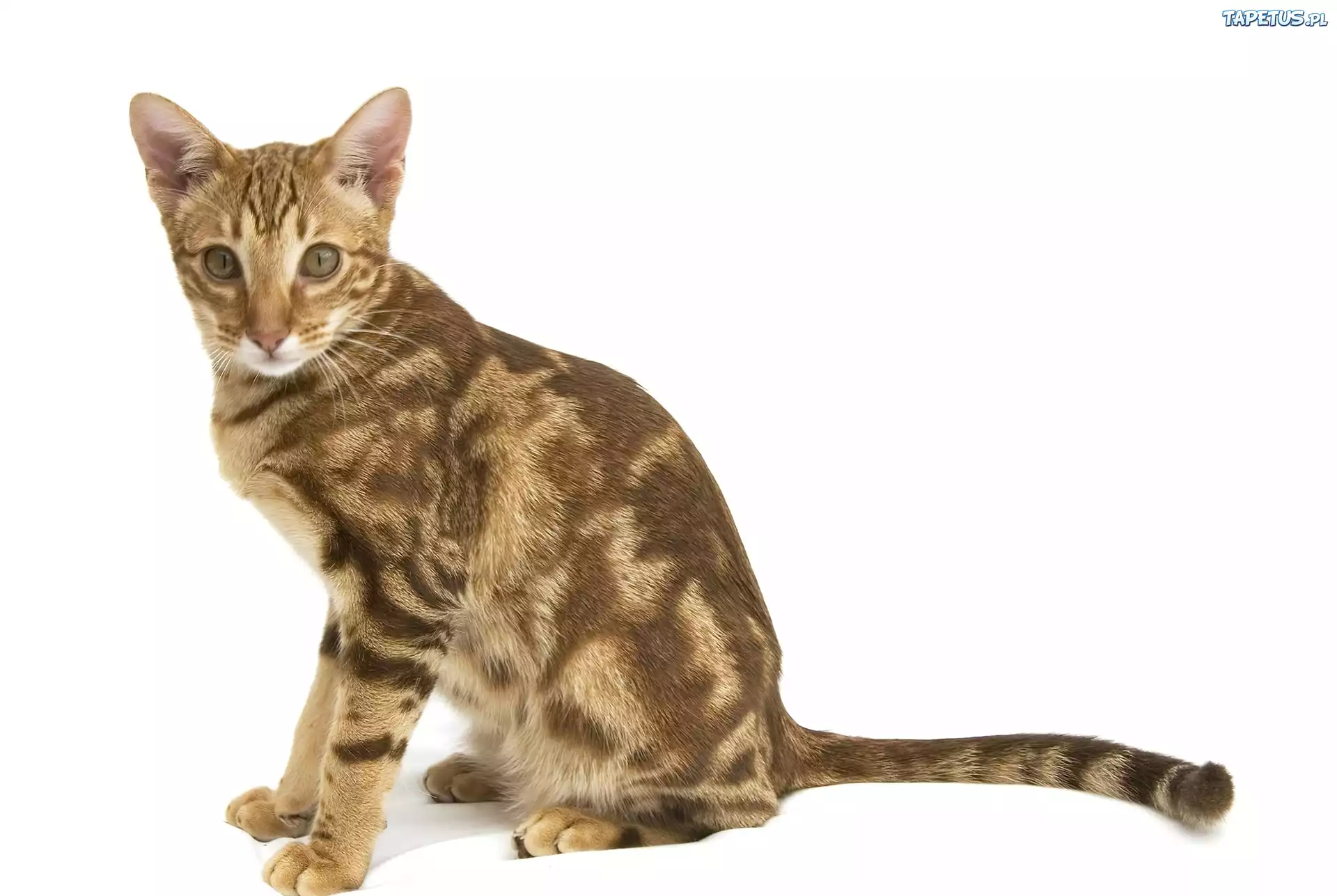 Ocicat, Brązowe, Plamy