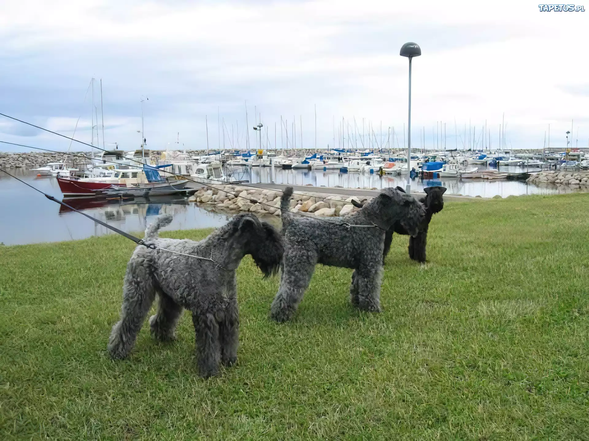 trzy, Kerry blue terrier