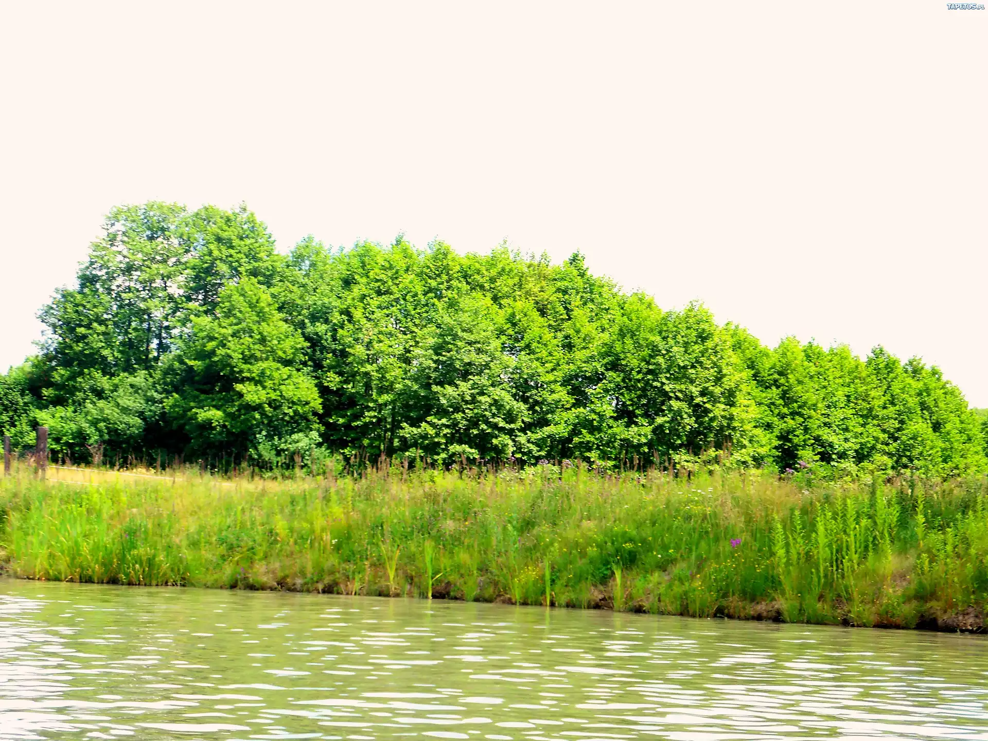 Jezioro, Latem, Brzeg