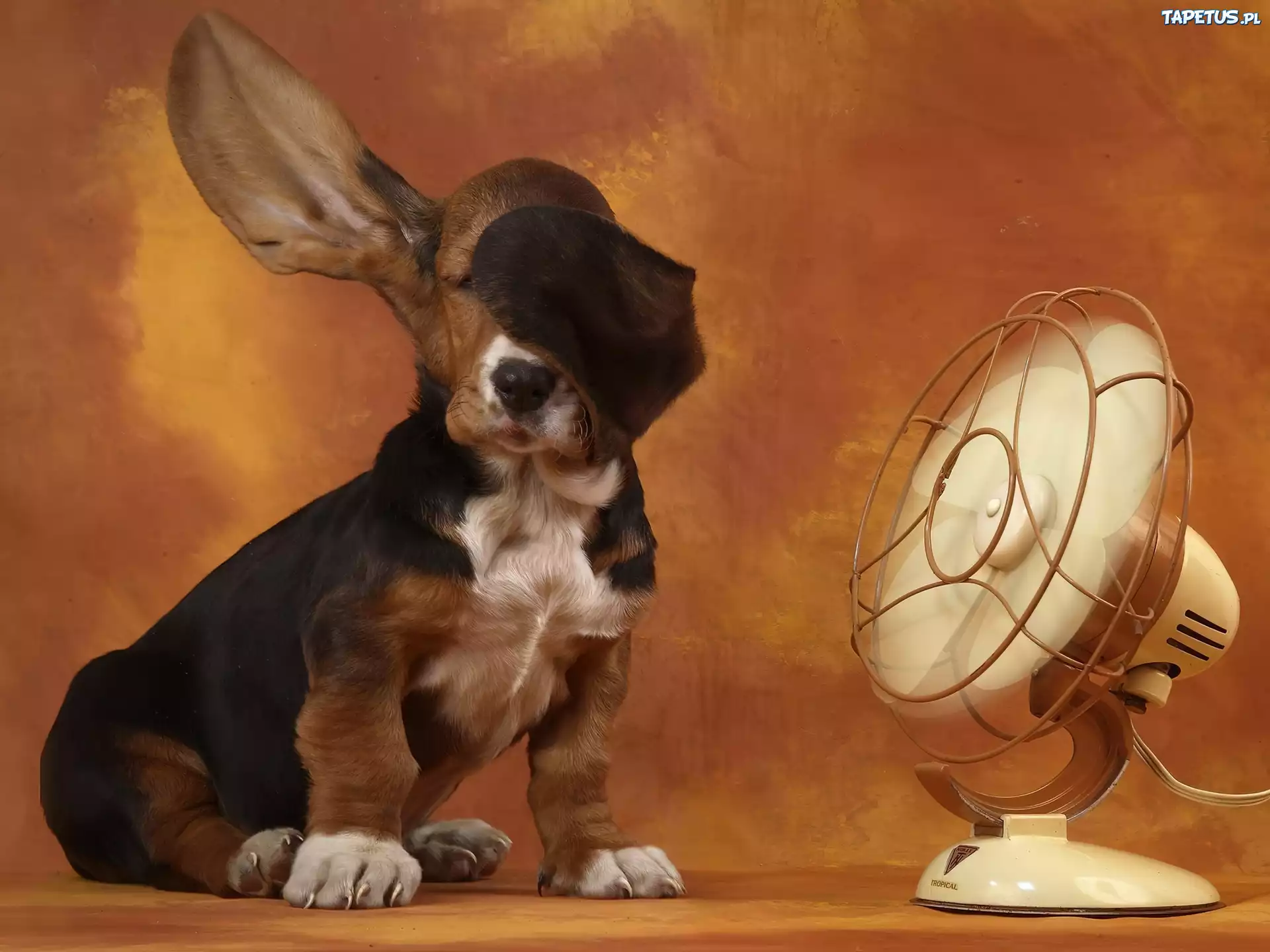 Basset, Uszy, Wiatrak