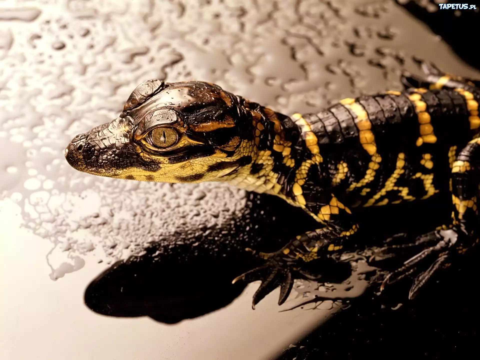 Aligator