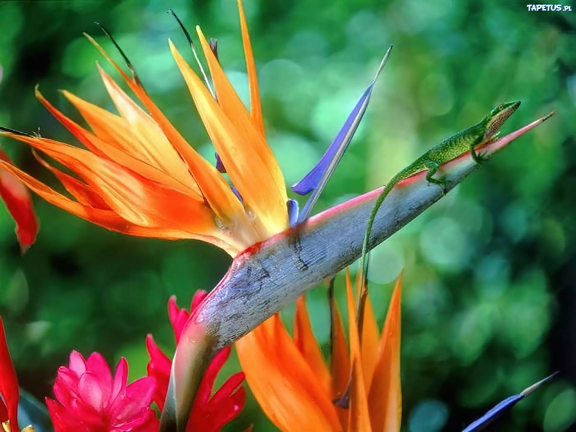 Strelicja Królewska, Anolis Zielony