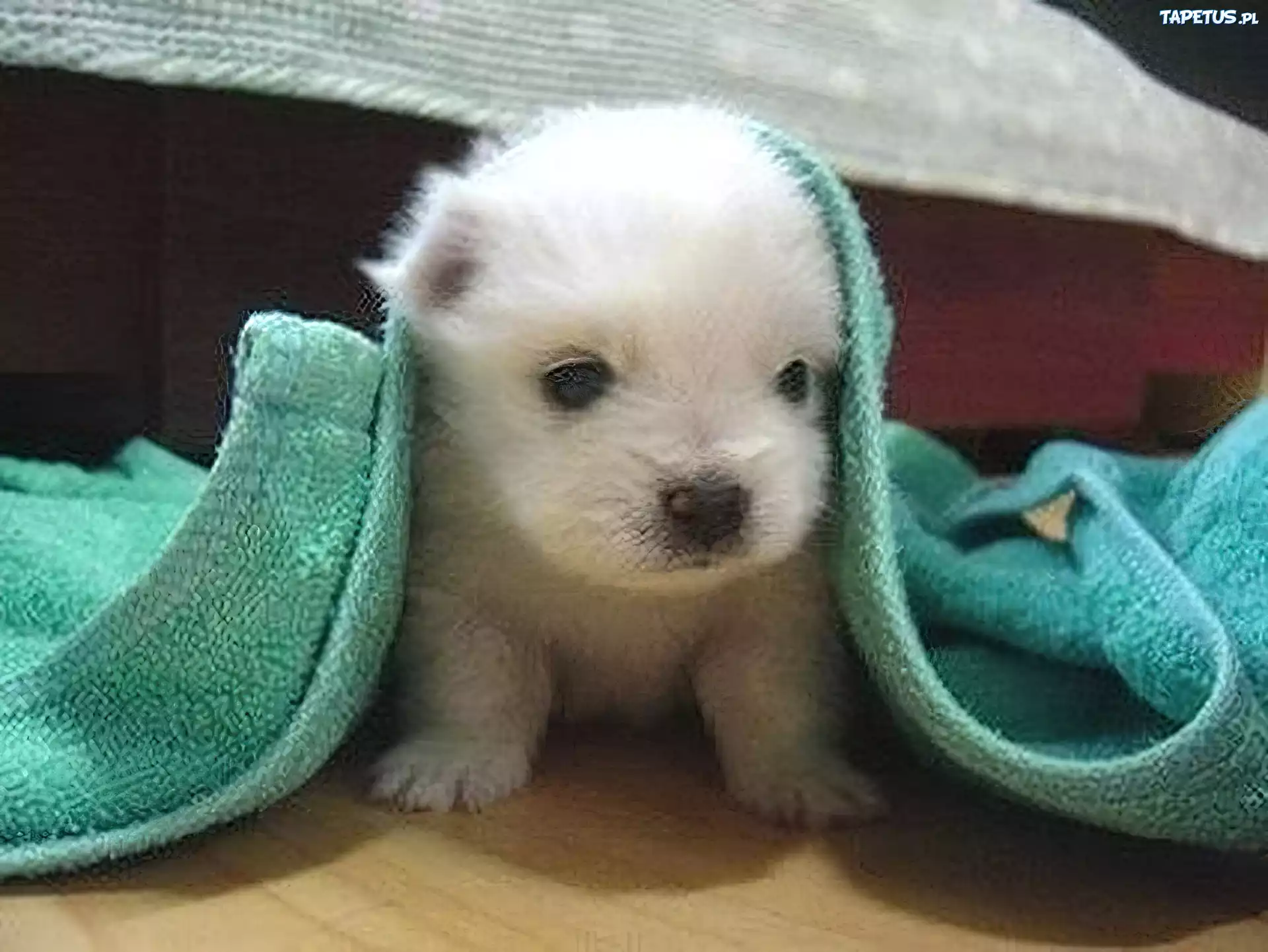 Piesek, Ręcznik, Bichon frise