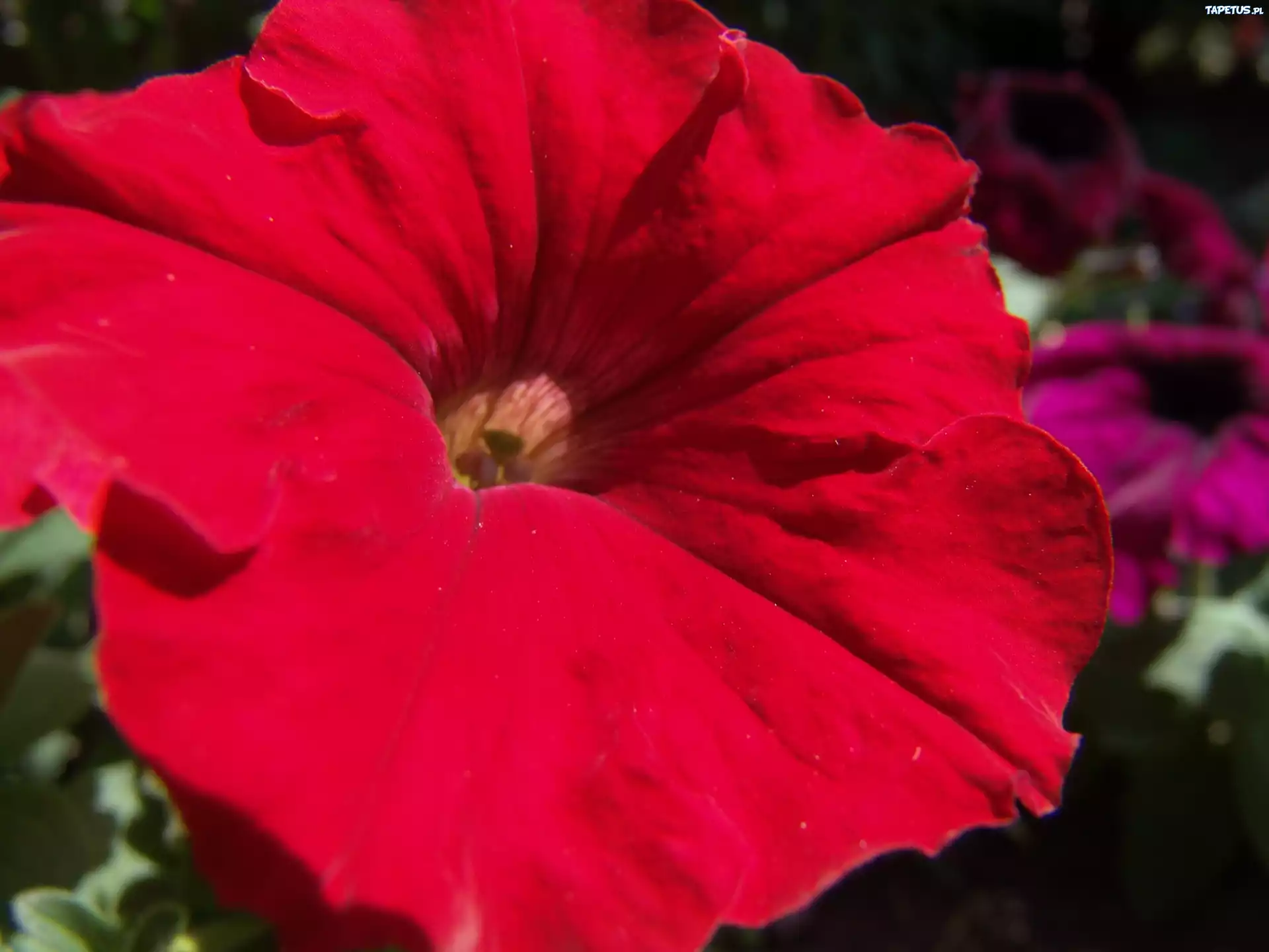 Czerwona, Petunia ogrodowa
