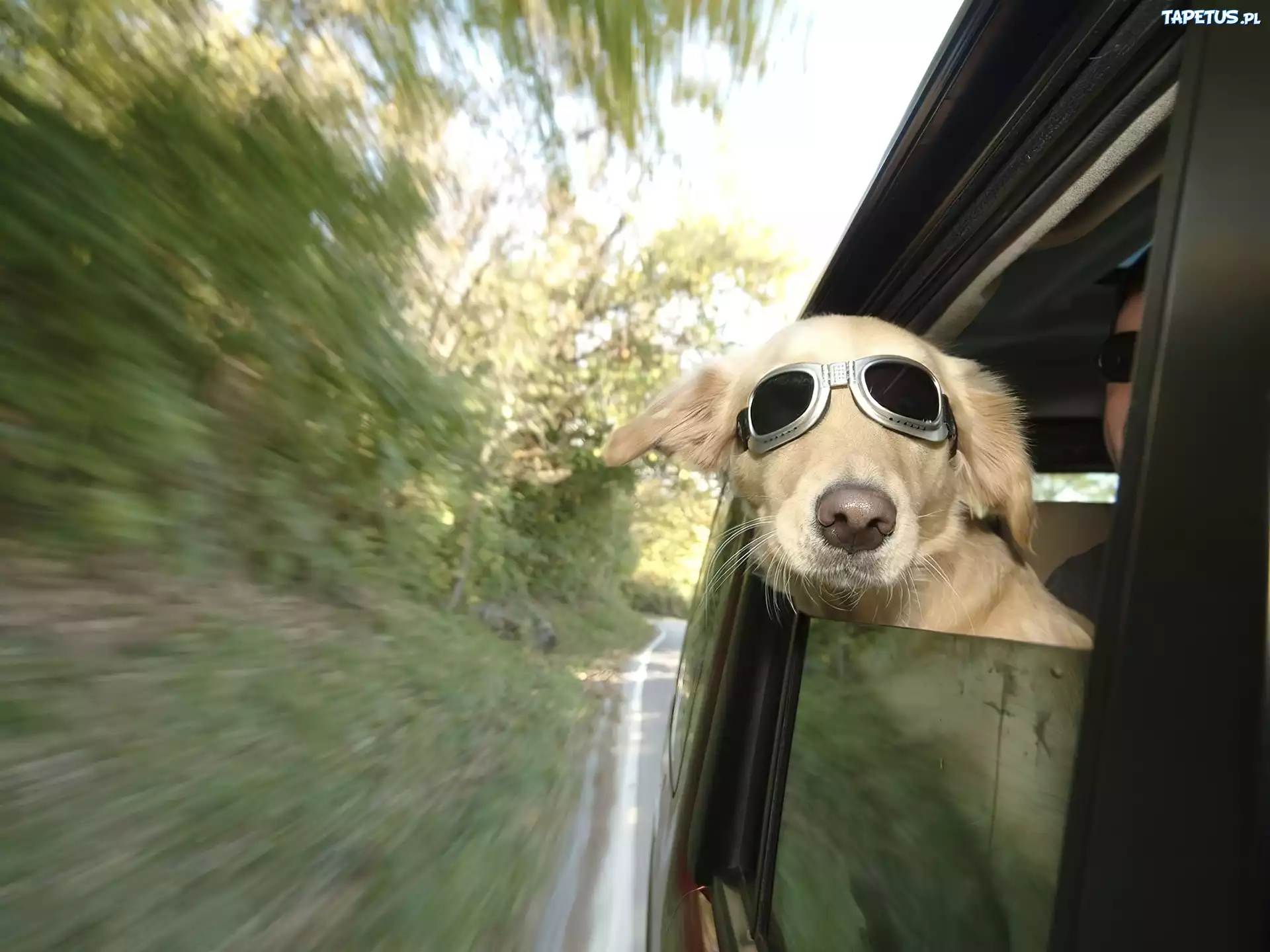 Pies, Okulary, Auto