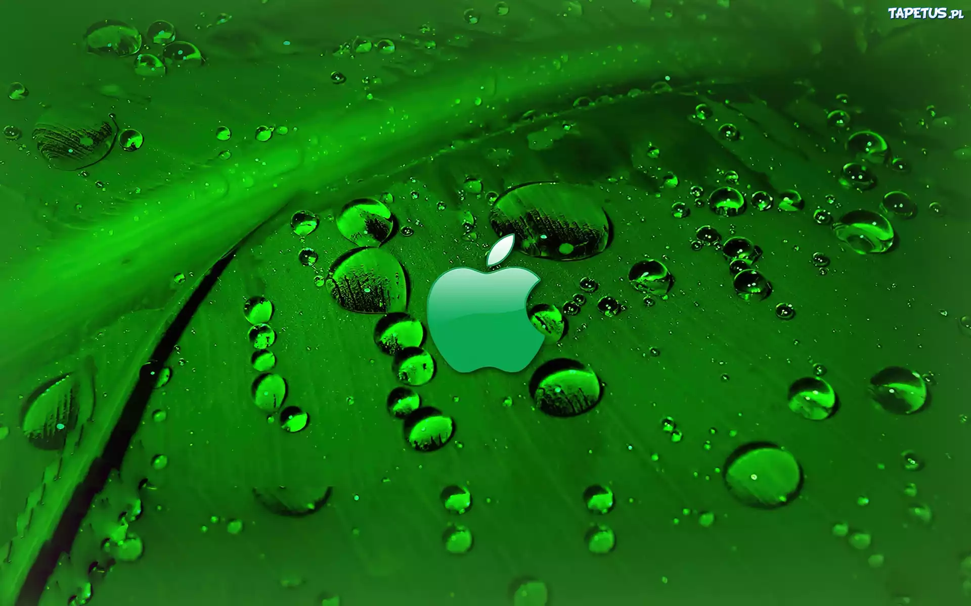 Zielony, Liść, Rosa, Logo, Apple