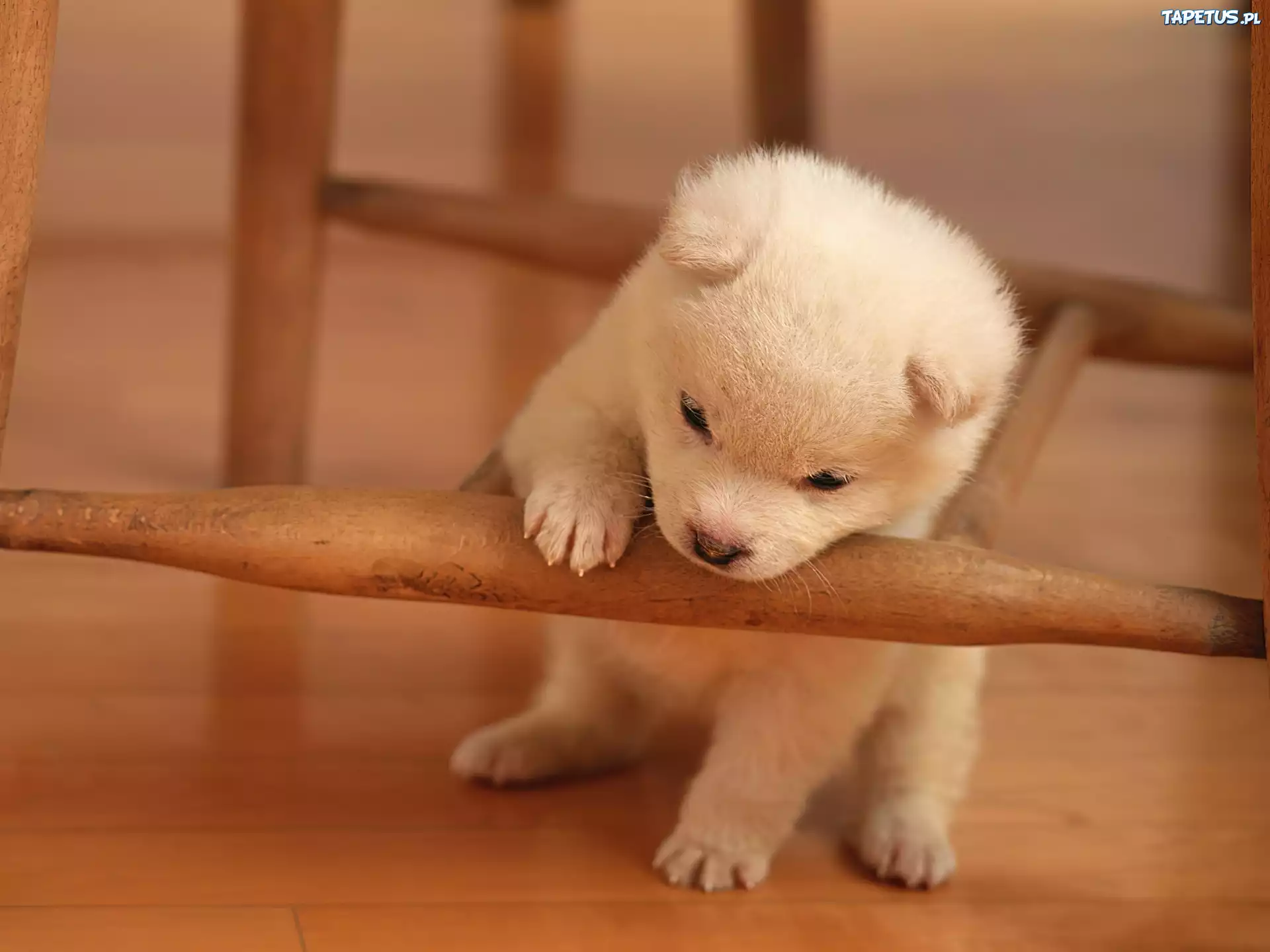 Szczeniak, Krzesło, Bichon frise