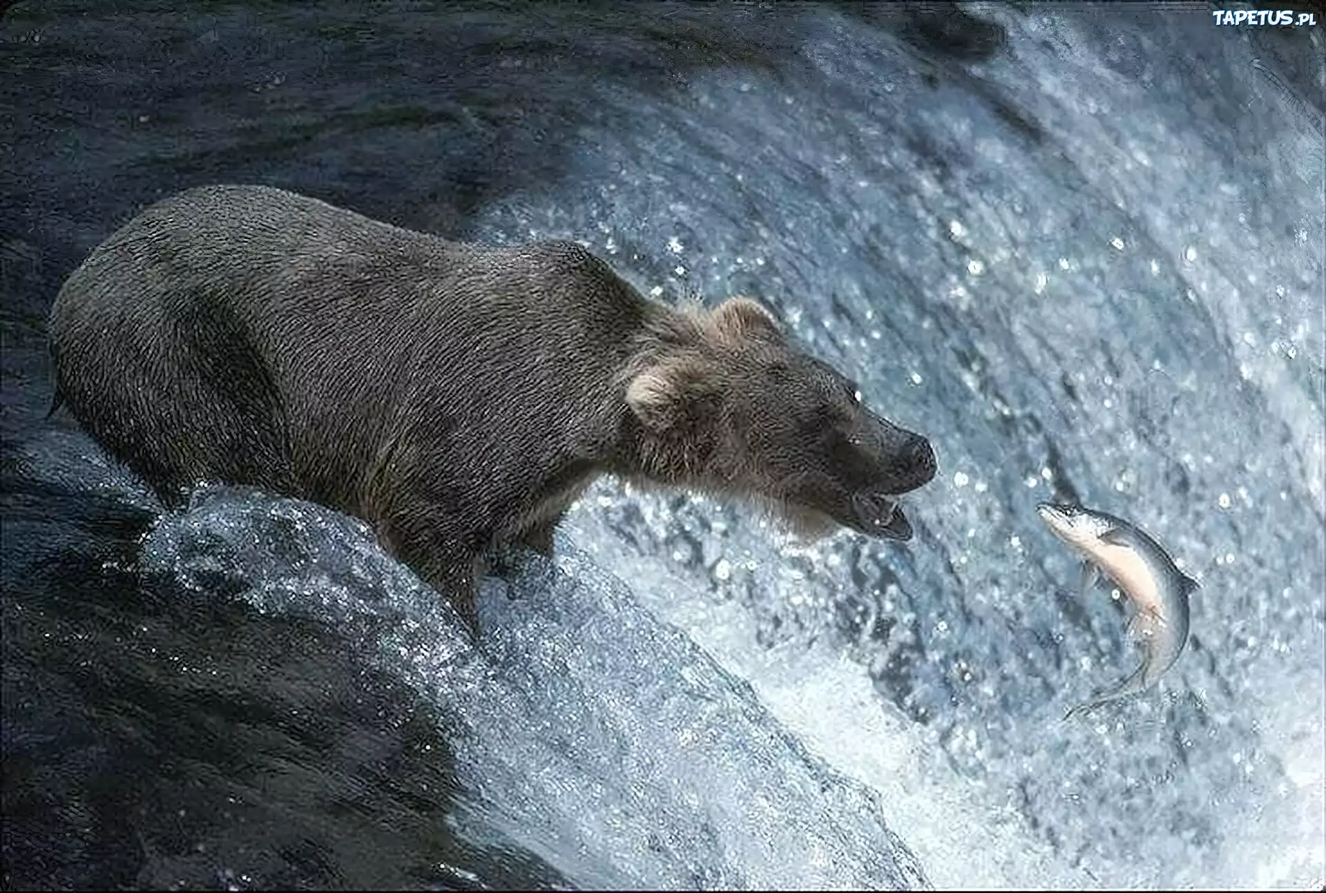 Niedźwiedź, Łosoś