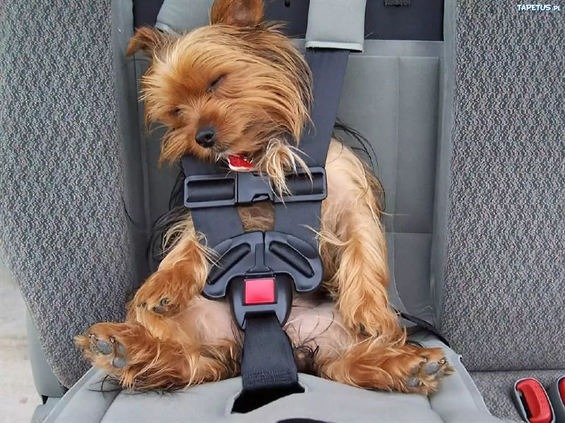 Yorkshire Terrier, Pasy, Samochód