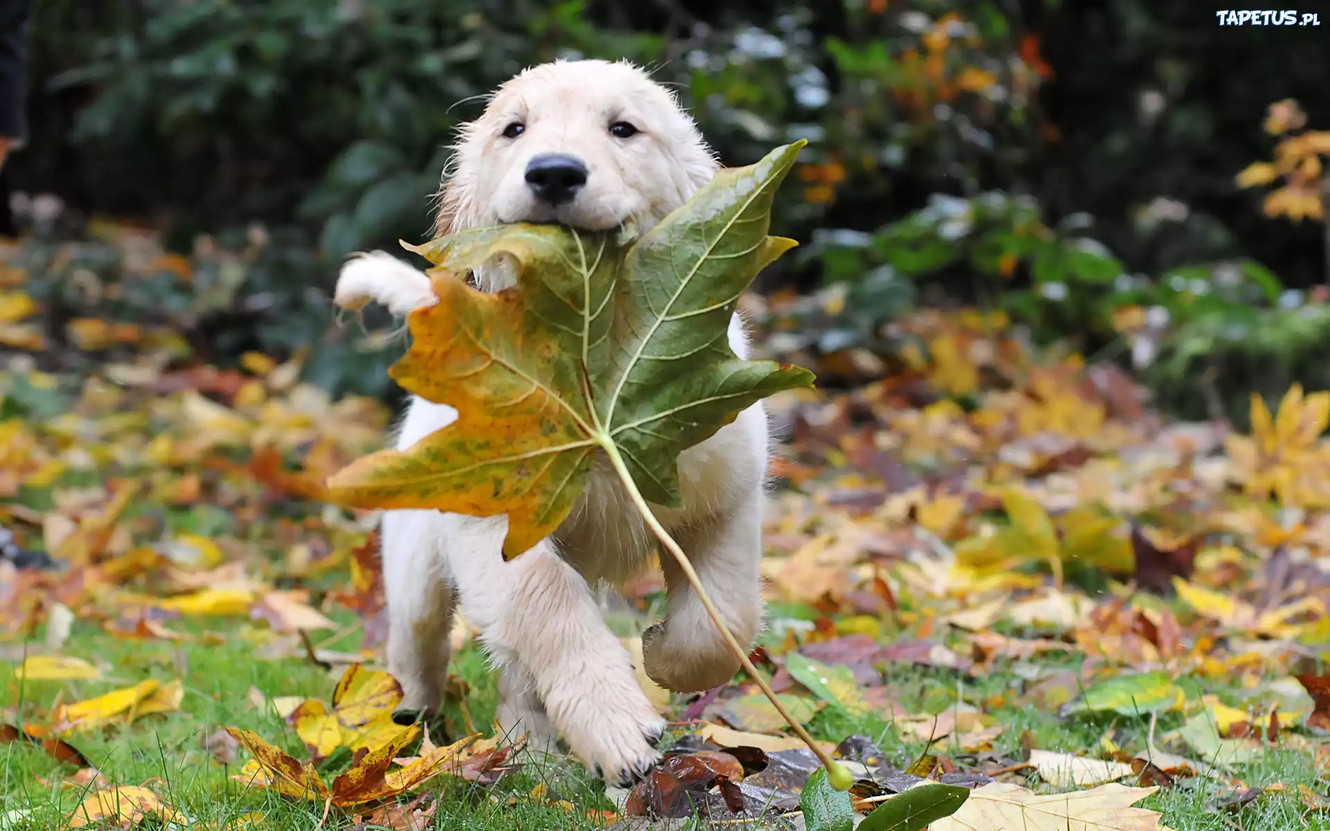 Liść, Klonu, Golden Retriever
