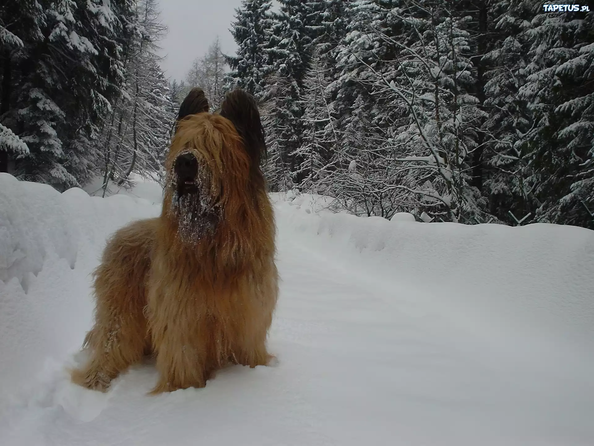 Owczarek francuski Briard, śnieg, choinki