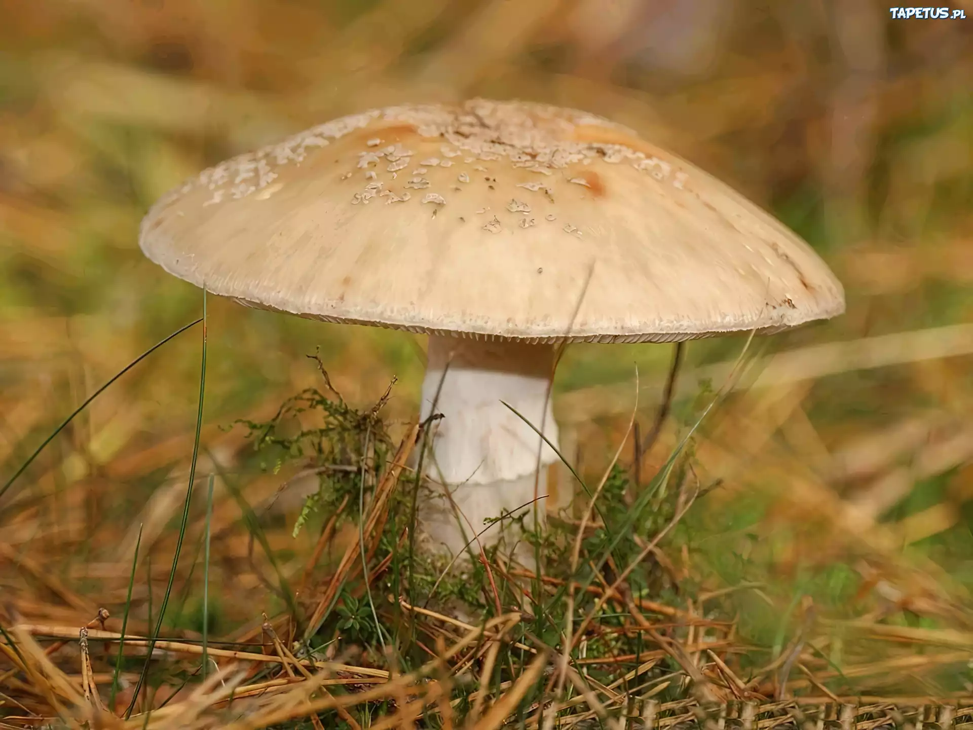 Trujący, Muchomor