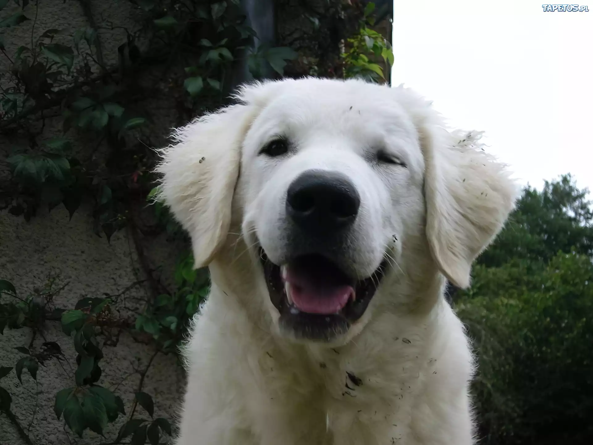 Morda, Owczarek węgierski Kuvasz