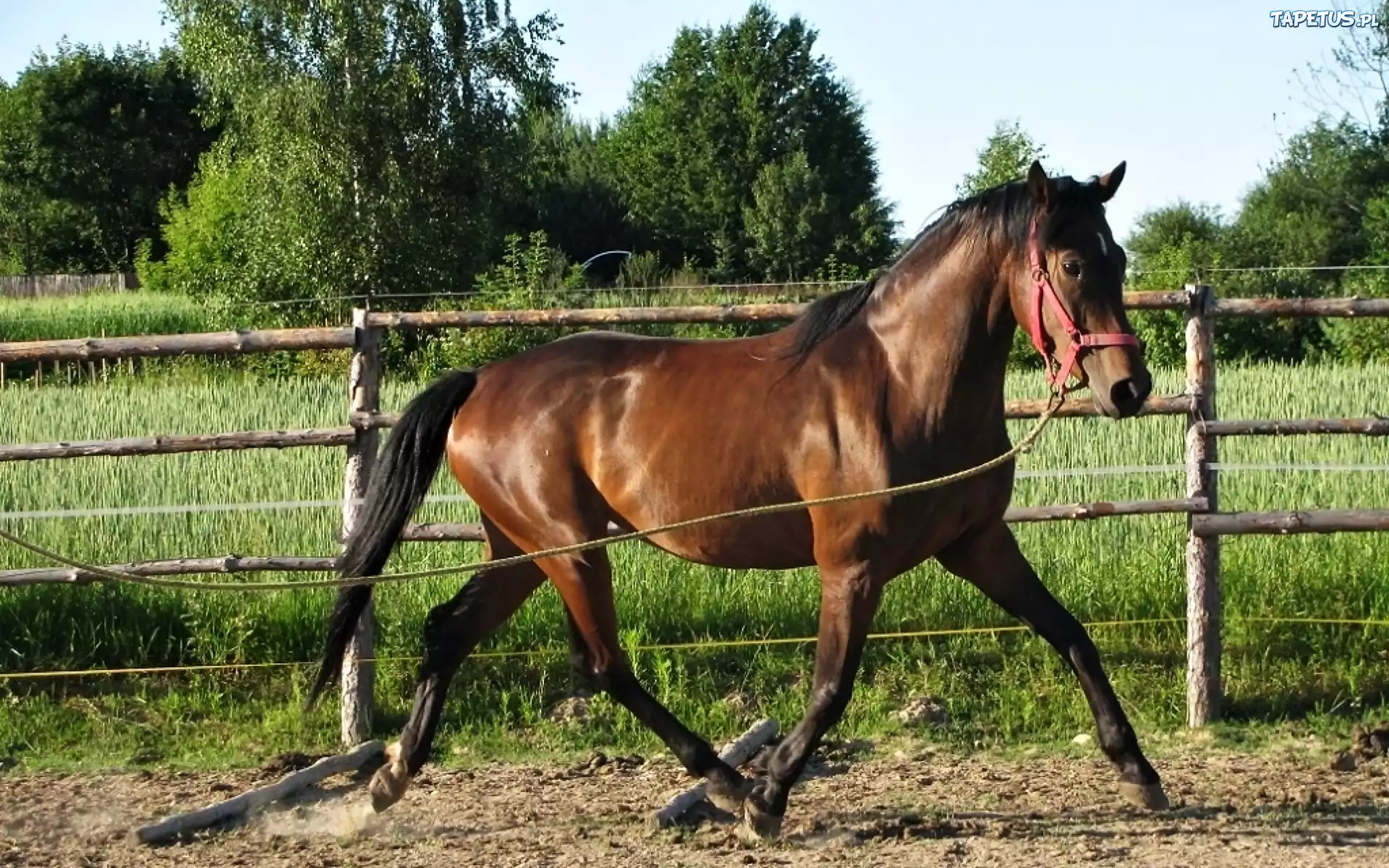 Koń, Lonża
